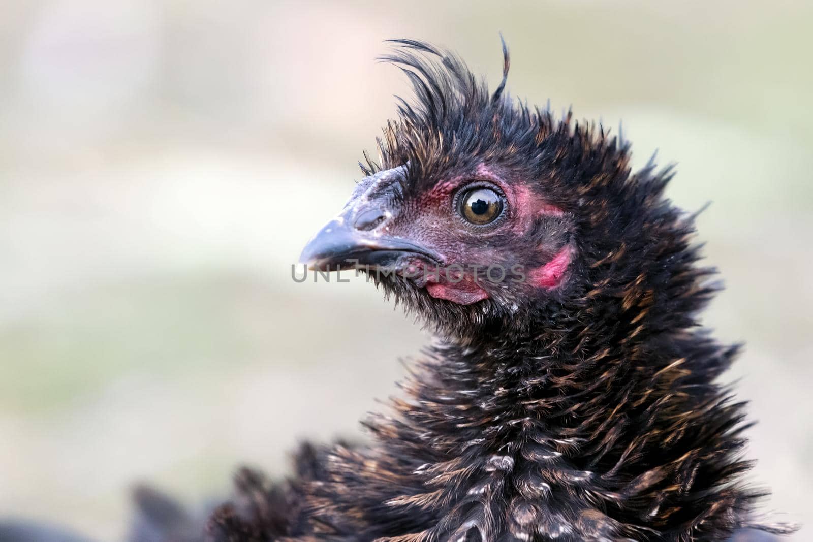 Portrait of bristling black hen on the nice blur background