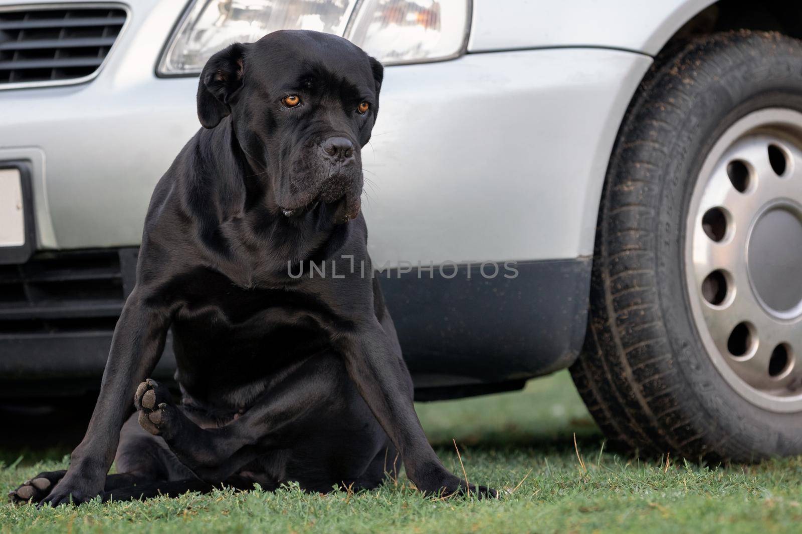 Black dog sitting near the silver gray car by Lincikas