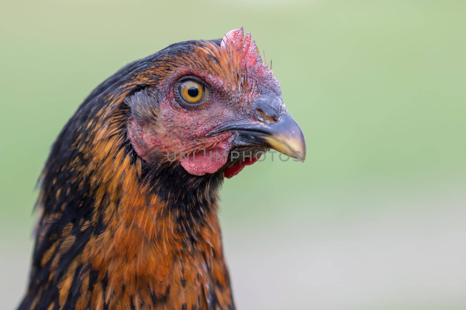 Nice brown hen close up portrait by Lincikas