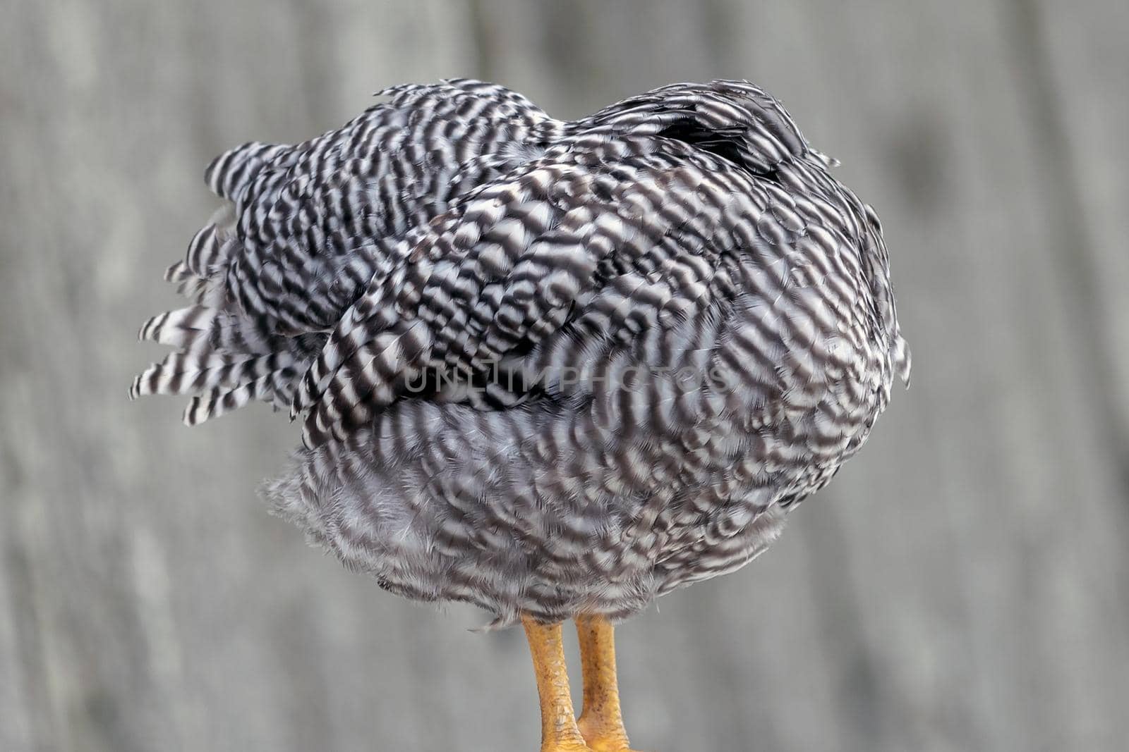 Speckled gray and white hen sleeping up and hiding his head