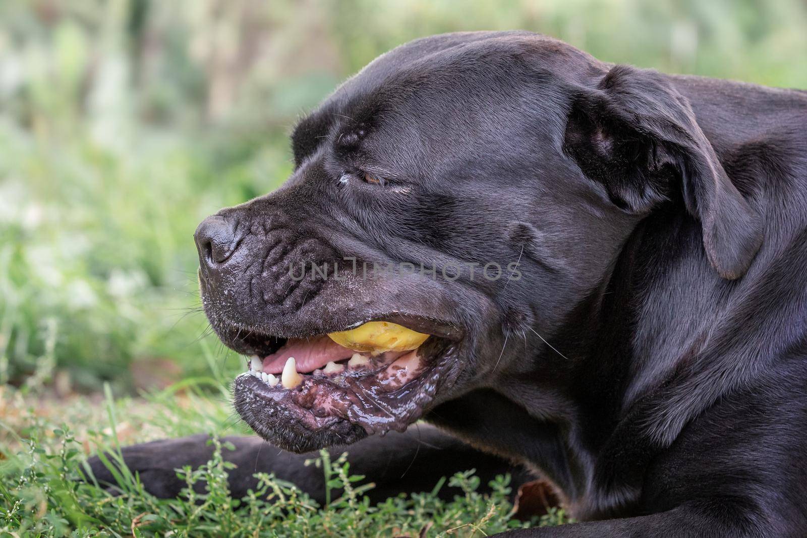 Cane corso dog laying on the green grass and eats yellow apple