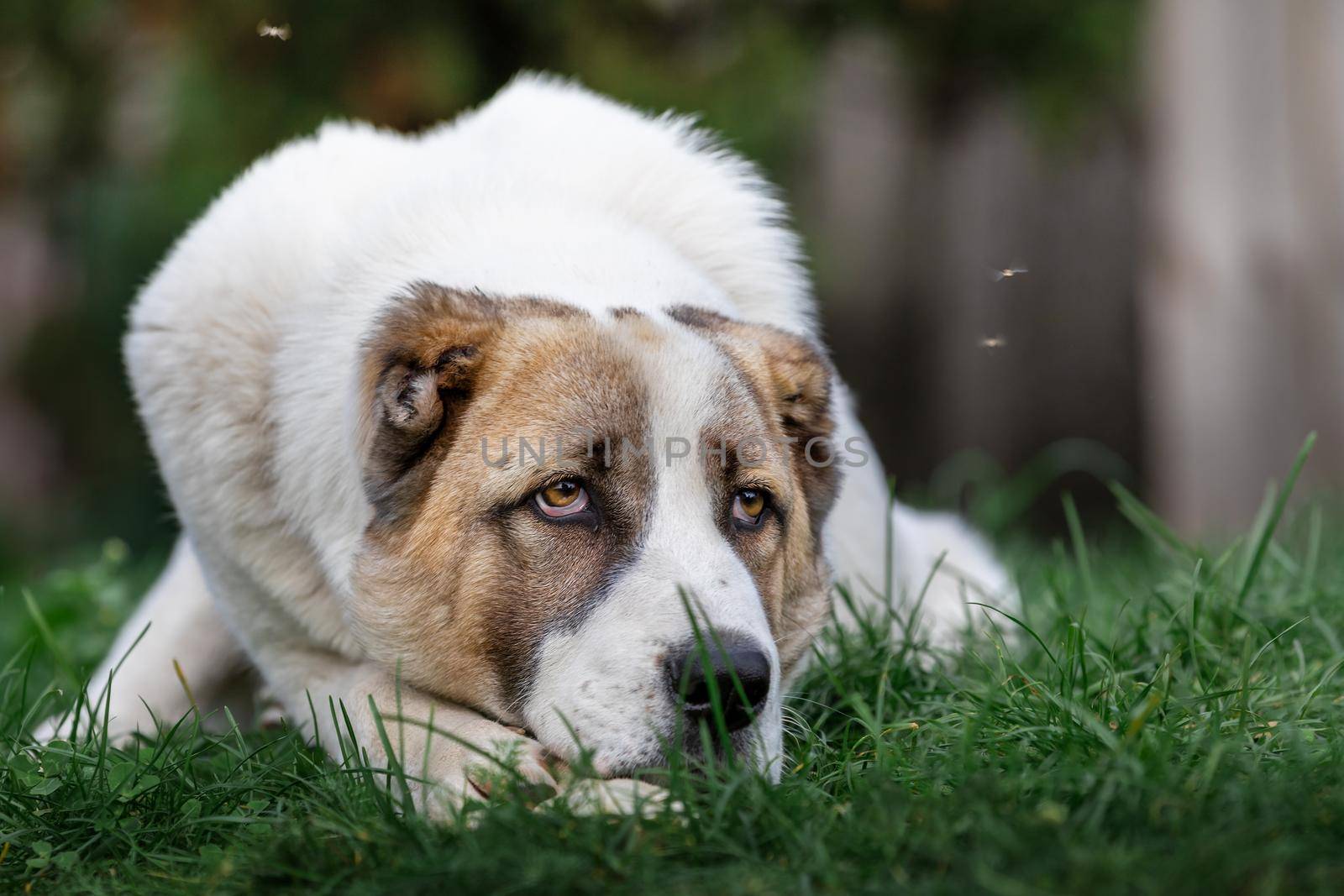 Lost in thought Asian Shepherd dog and flies by Lincikas