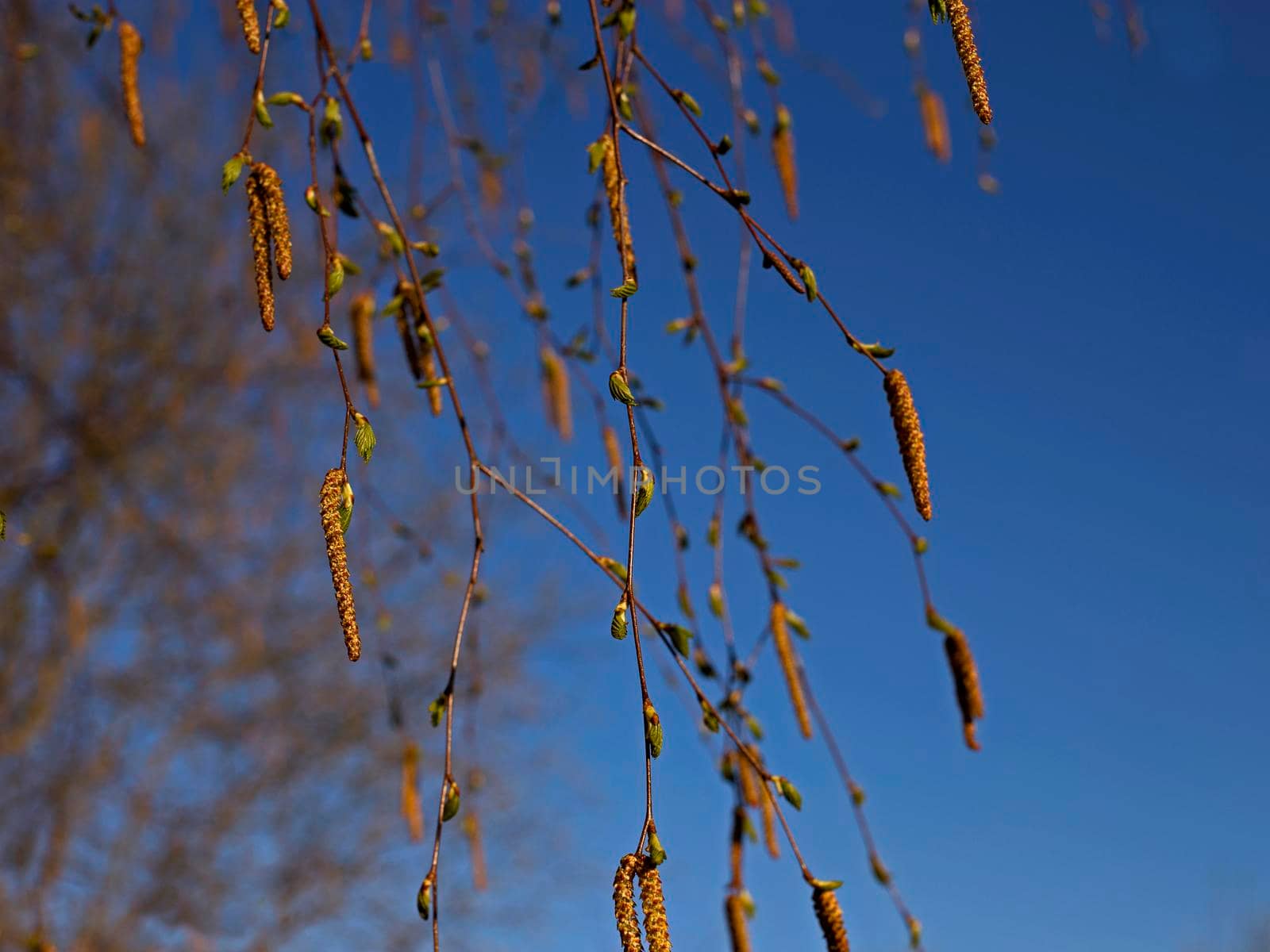 Birch branches with young green leaves and brown inflorescences against blue spring sky.