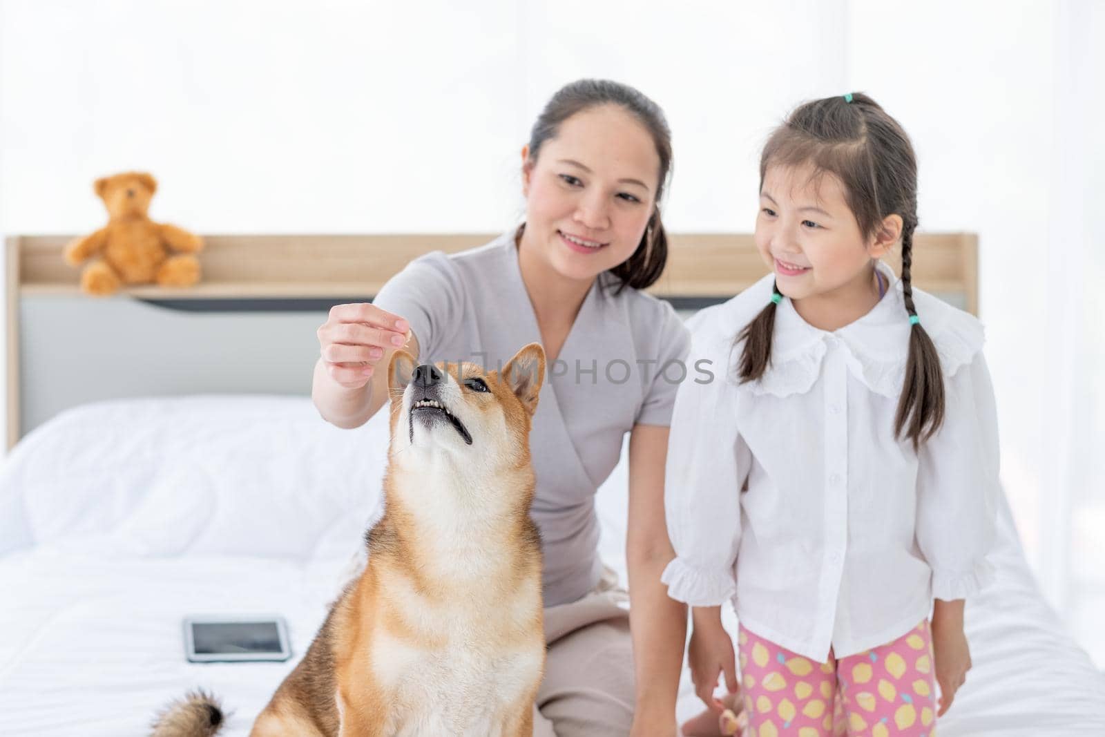 Asian mother play fun with Shiba dog by using some food to make it interesting and sit near little girl on bed. Concept of happy family feel relax to stay home with their own pets.