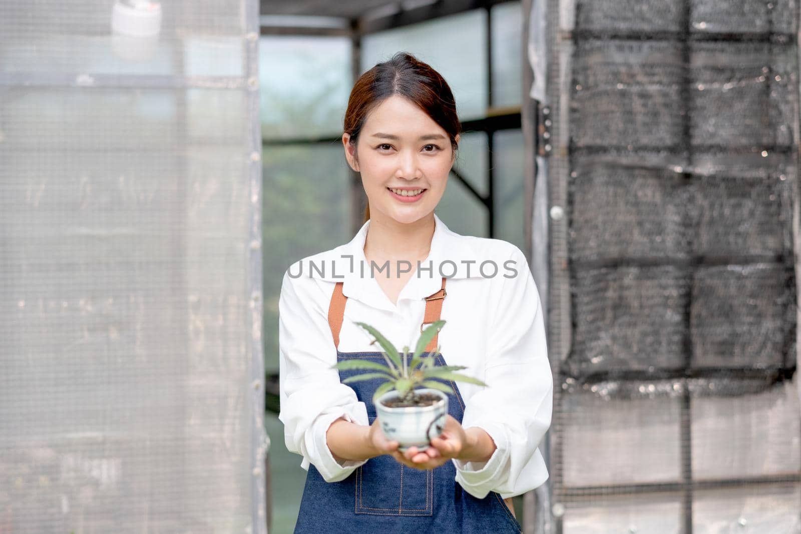 Beautiful Asian girl hold pot of plant and present to camera stand in front greenhouse workplace. Sustainable with grow cactus and other plant concept.