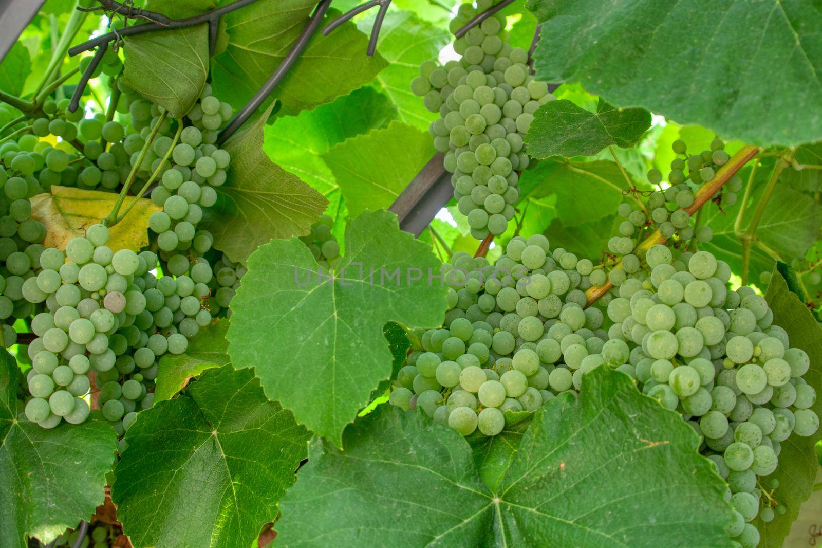Fascicle of green grape growing among the leaves. Vine branch with racemules of green grape