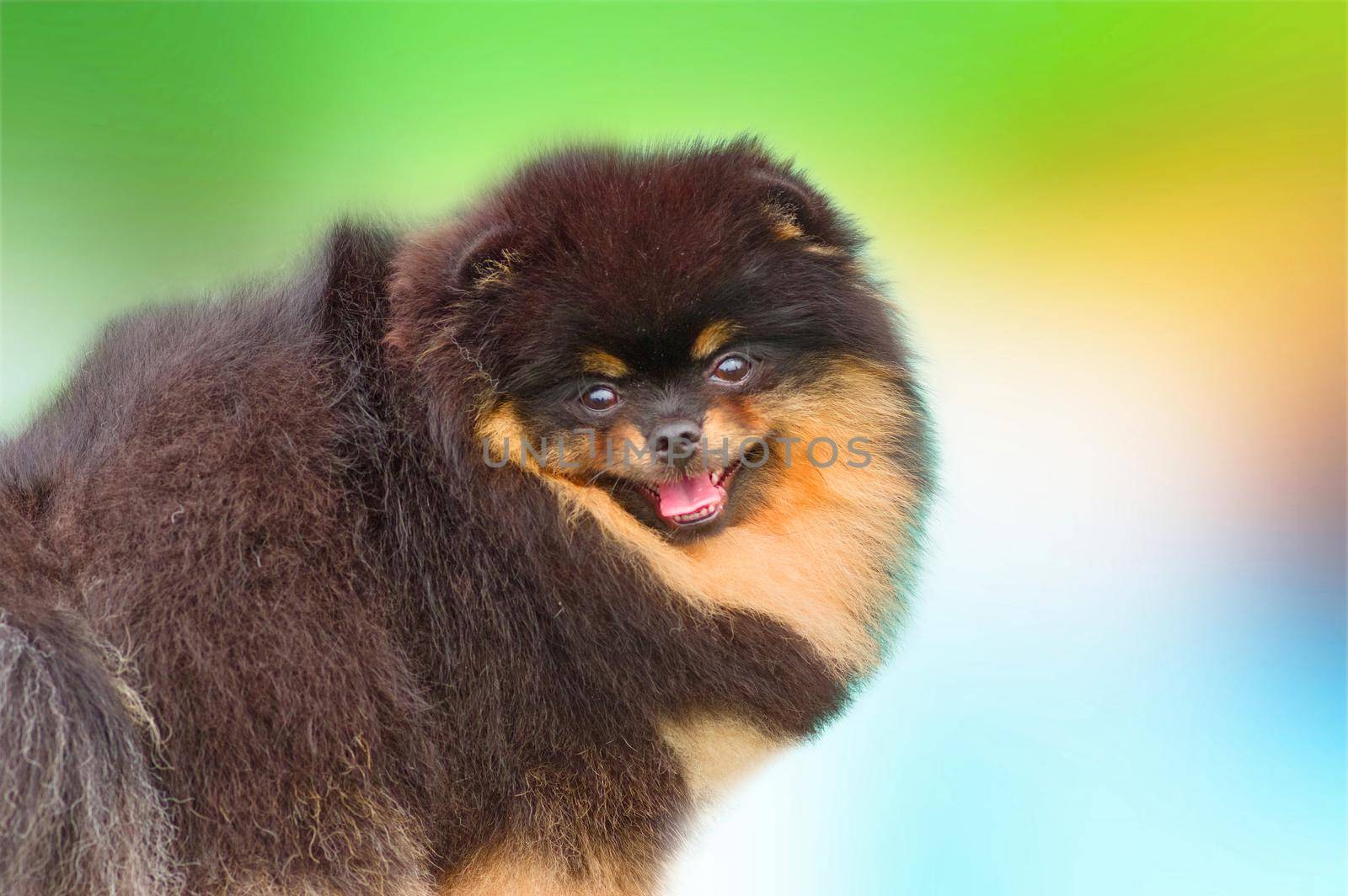 Dark Pomeranian spitz. Looks at the camera. Blurred colored background with space under the text. 2018 year of the dog on the eastern calendar