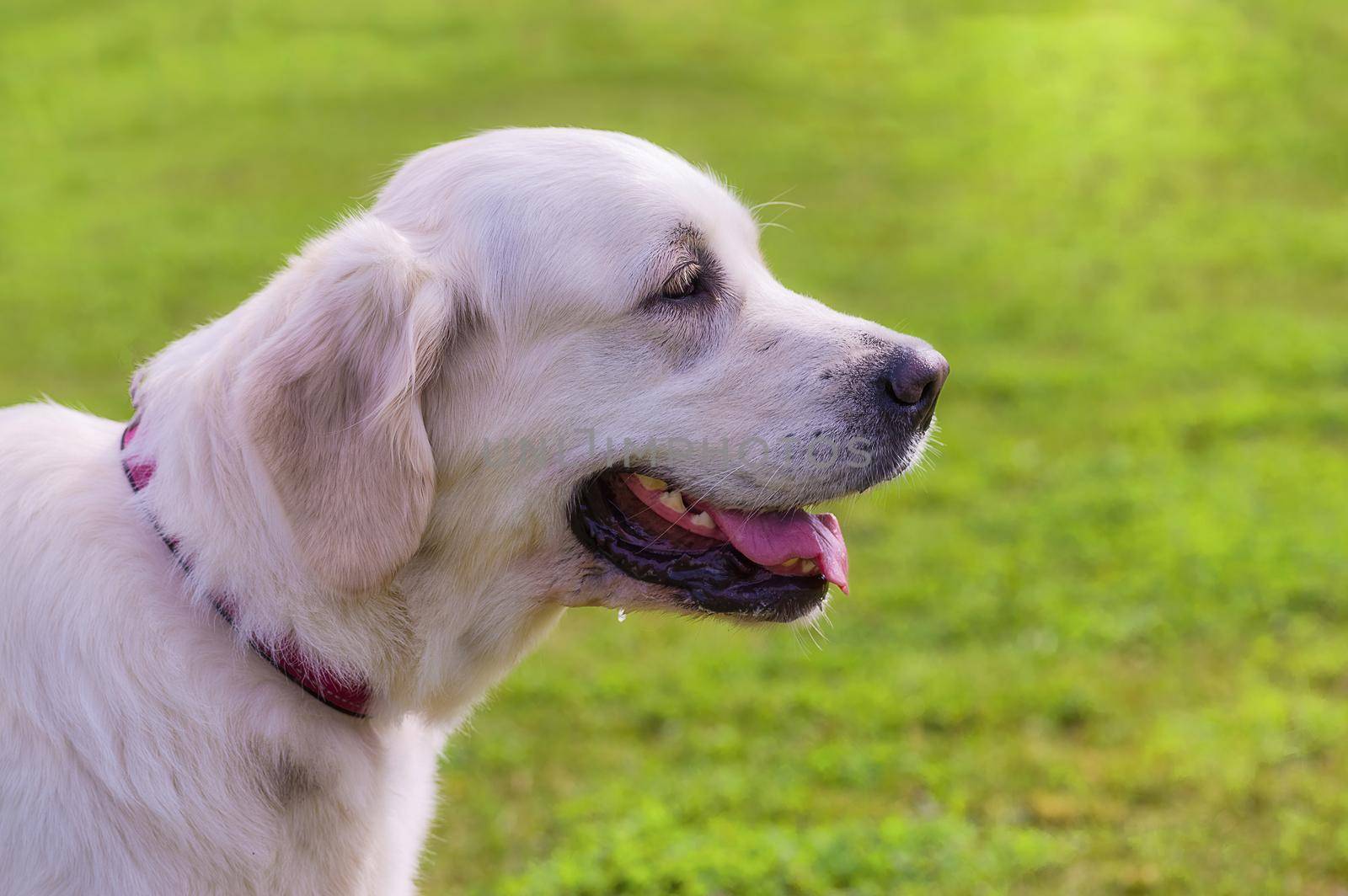 Golden retriever - a hunting breed of dogs. Tin with open jaws against the background of green blurred grass, a look forward to a close-up. Space under the text. 2018 year of the dog in the eastern calendar