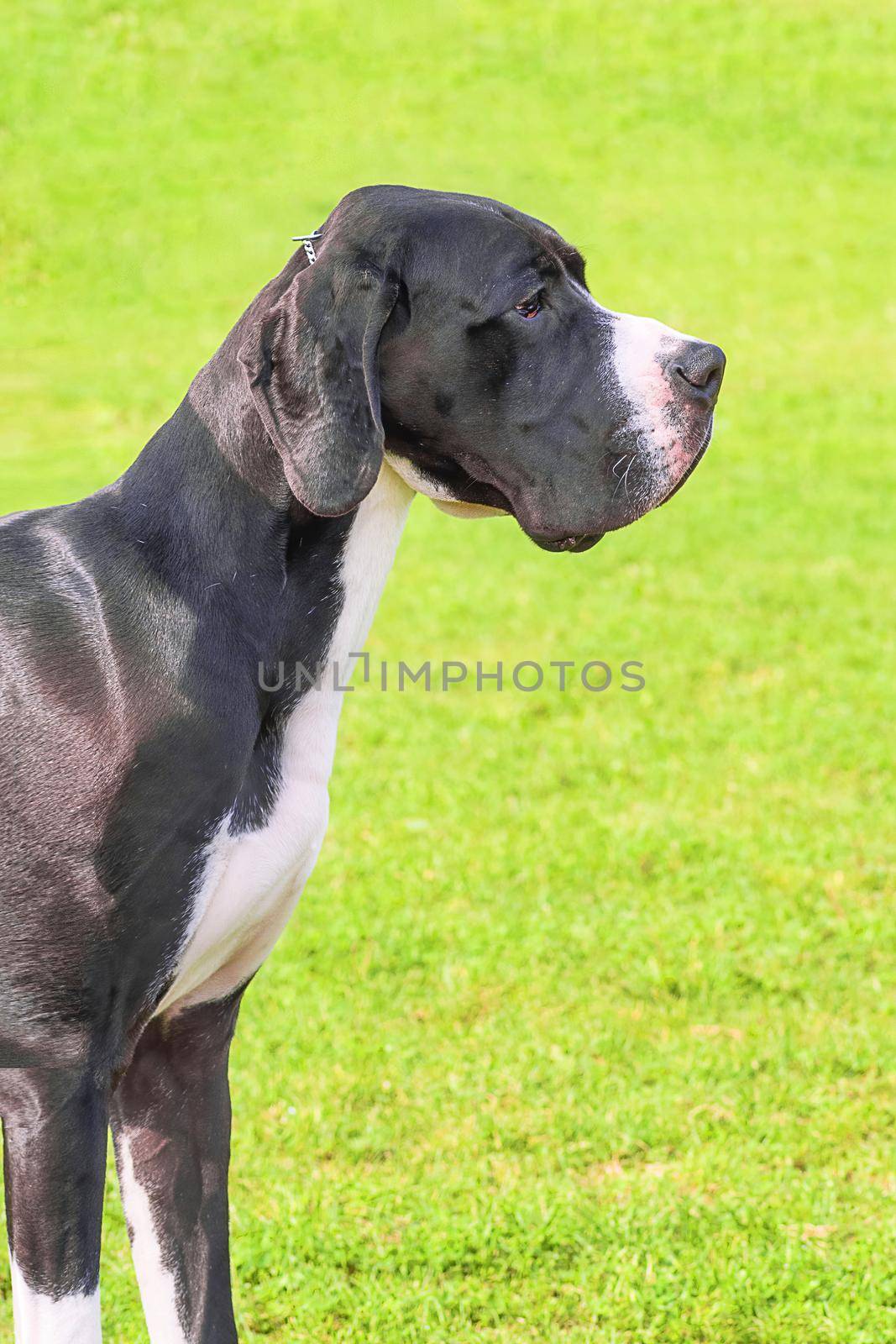 The Great Dane is a breed of giant dogs. Head with open jaws against the background of green blurred grass, a look forward to a close-up. Space under the text. 2018 year of the dog in the eastern calendar