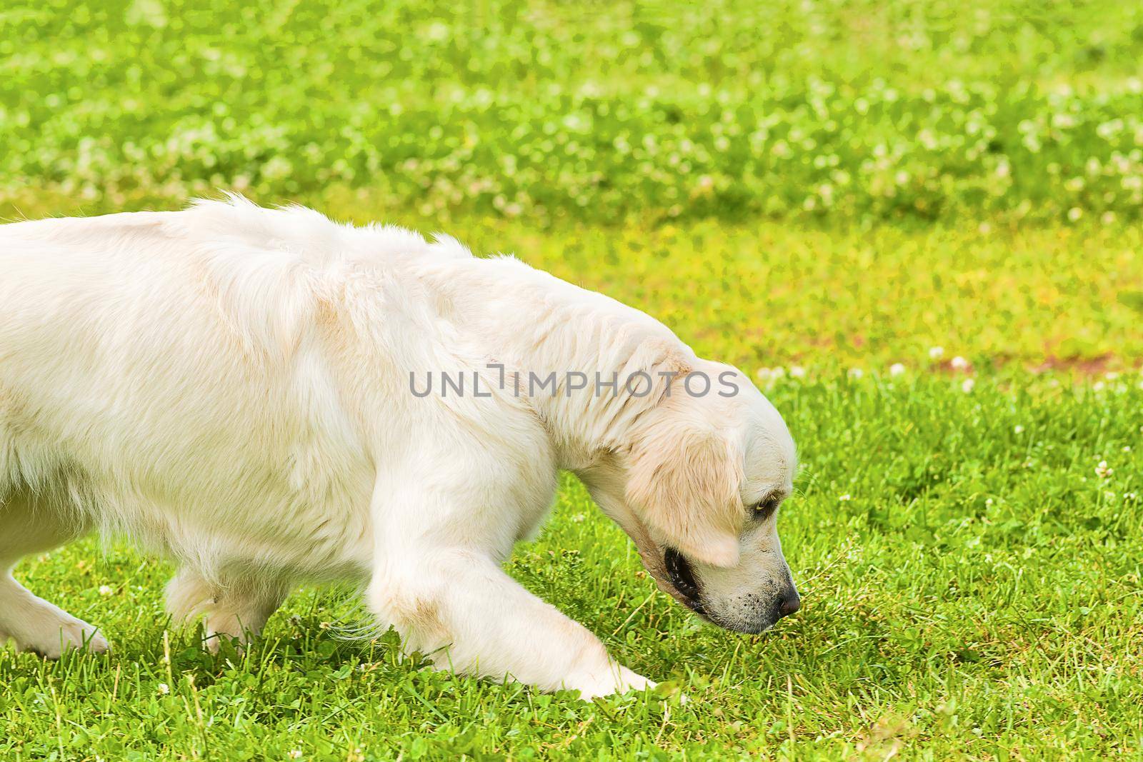 Golden retriever - a hunting breed of dogs. Head with open jaws against the background of green blurred grass, a look forward to a close-up. Space under the text. 2018 year of the dog in the eastern calendar