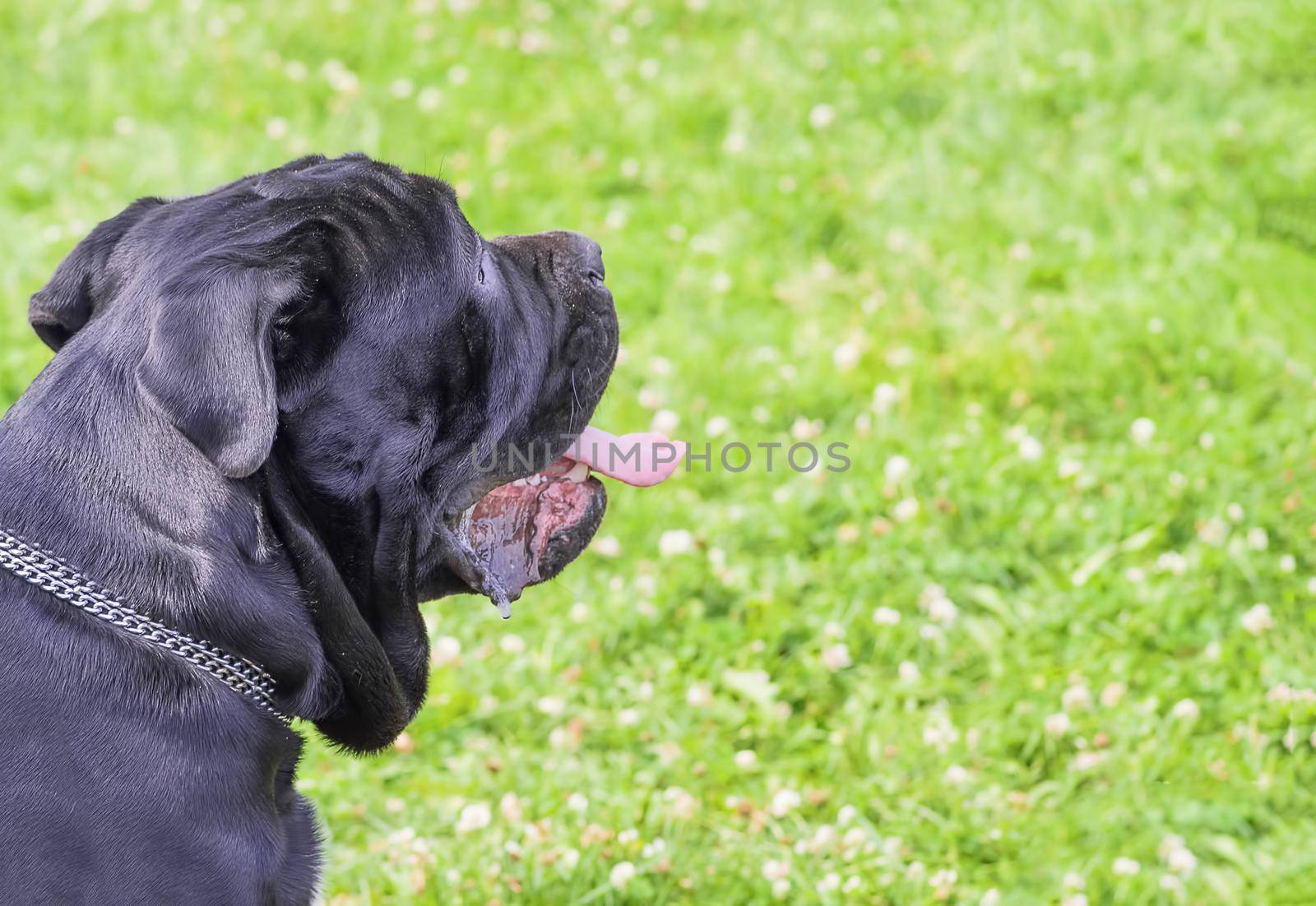 Portrait of a dog for a walk, close up by vizland