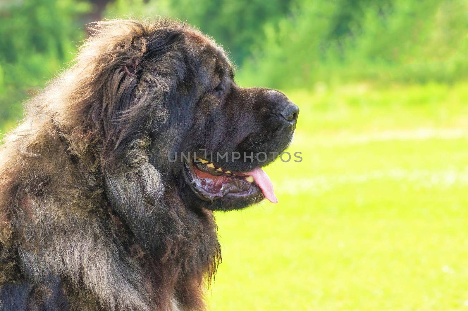 Caucasian Shepherd head close-up. Looks at the camera on the background of a green blurry grass. Space under the text. 2018 year of the dog in the eastern calendar.