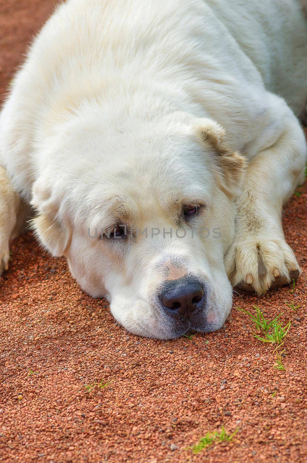 Portrait of a dog for a walk, close up by vizland