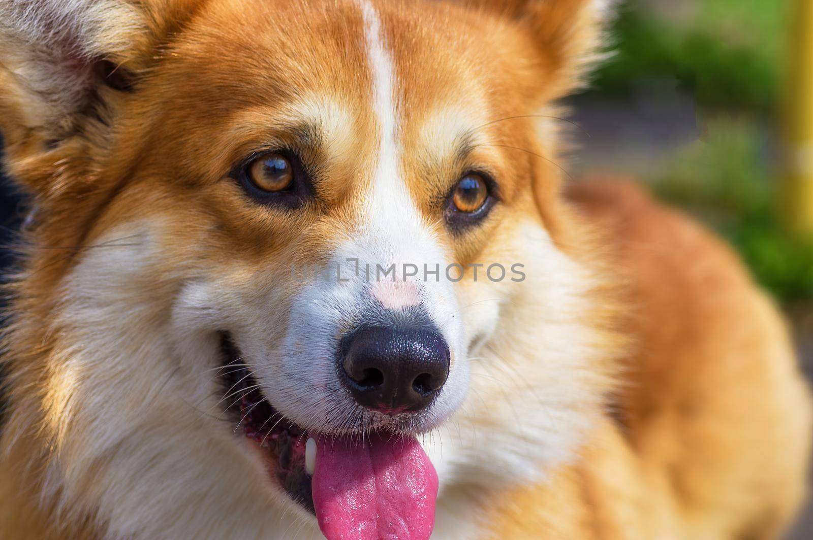 Welsh Corgi - a hunting breed of dogs. Head with open jaws against the background of green blurred grass, a look forward to a close-up. Space under the text. 2018 year of the dog in the eastern calendar