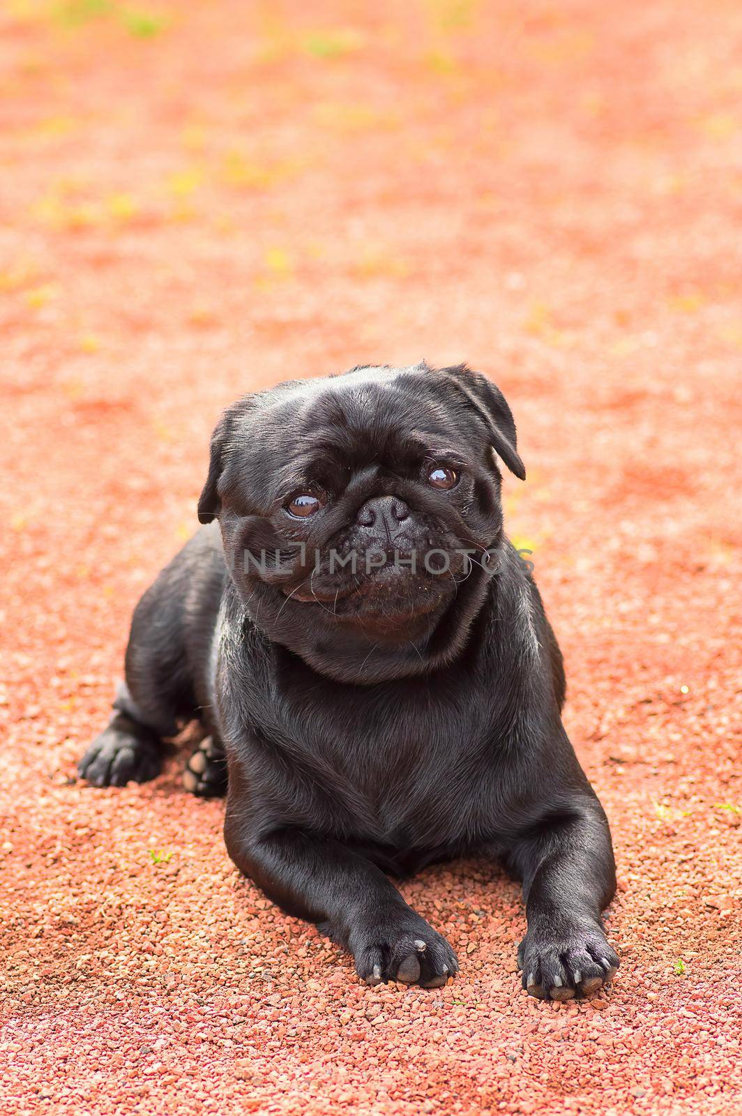 Pug dog. Sits in front of the camera and looks up against. Space under the text. 2018 year of the dog in the eastern calendar