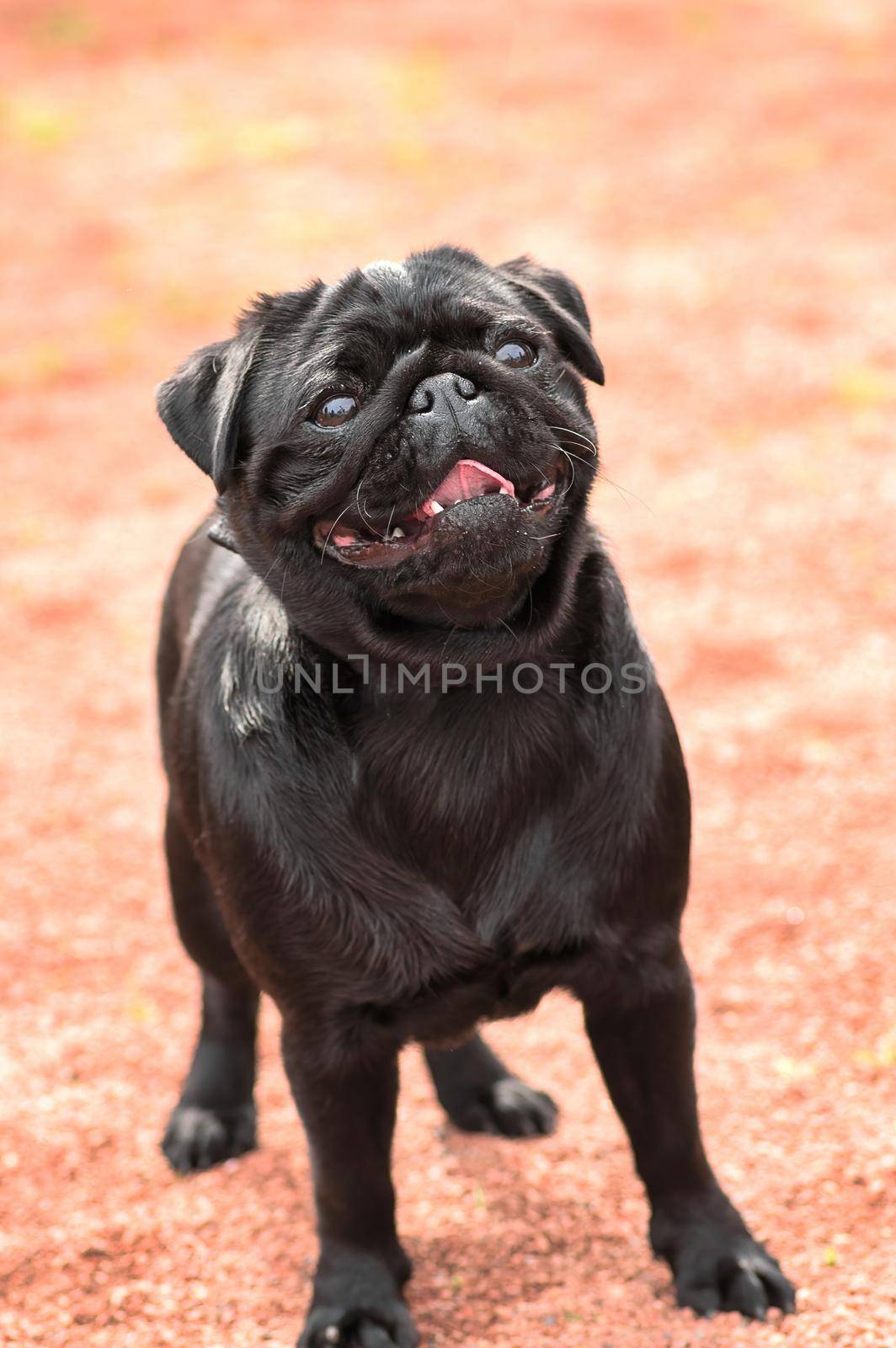 Pug dog. Concept: parodist dogs, dog friend of man, true friends, rescuers. Space under the text. 2018 year of the dog in the eastern calendar