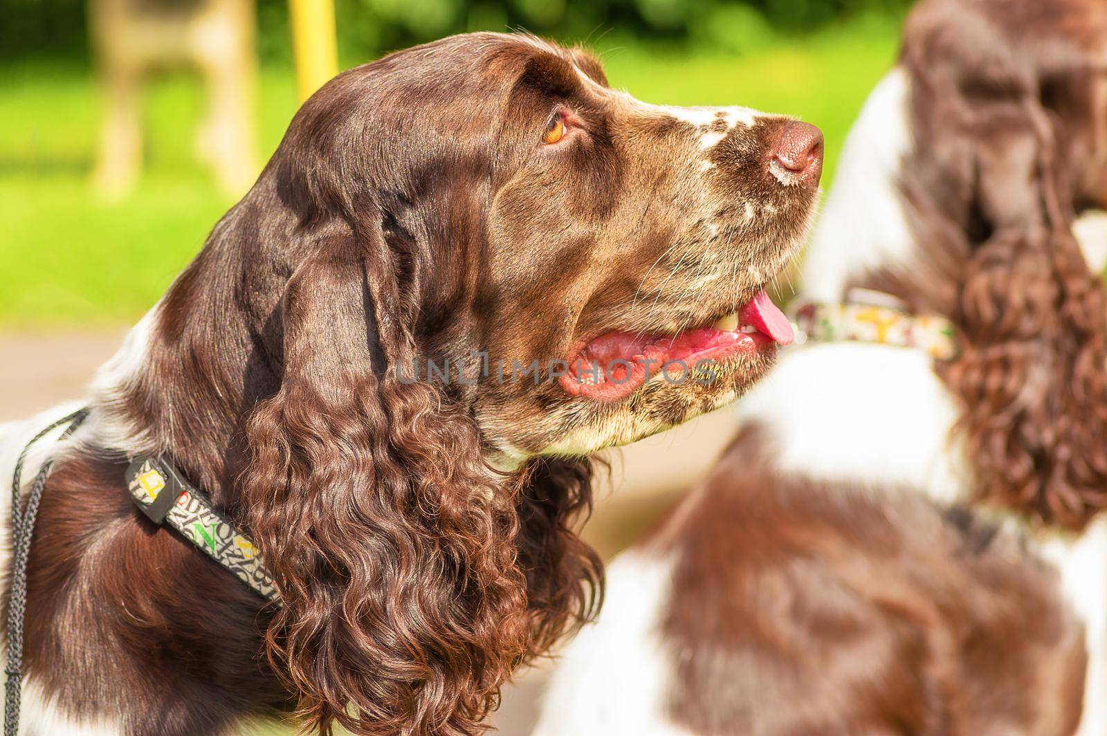 English Springer Spaniel, green background. Space under the text. 2018 year of the dog in the eastern calendar Concept: parodist dogs, dog friend of man, true friends, rescuers.