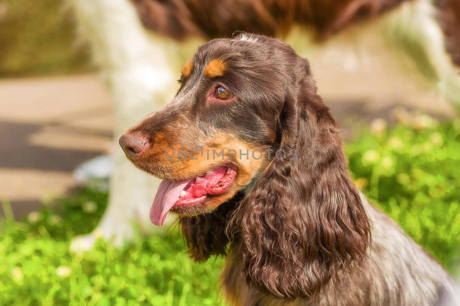 English Springer Spaniel, green background. Space under the text. 2018 year of the dog in the eastern calendar Concept: parodist dogs, dog friend of man, true friends, rescuers.