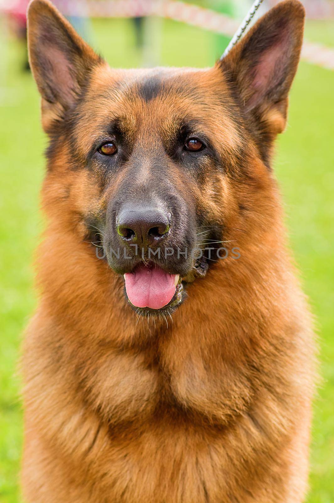 German shepherd. Head with open mouth and put out a red tongue against the background of green blurred grass. Space under the text. 2018 year of the dog in the eastern calendar Concept: parodist dogs, dog friend of man, true friends, rescuers.