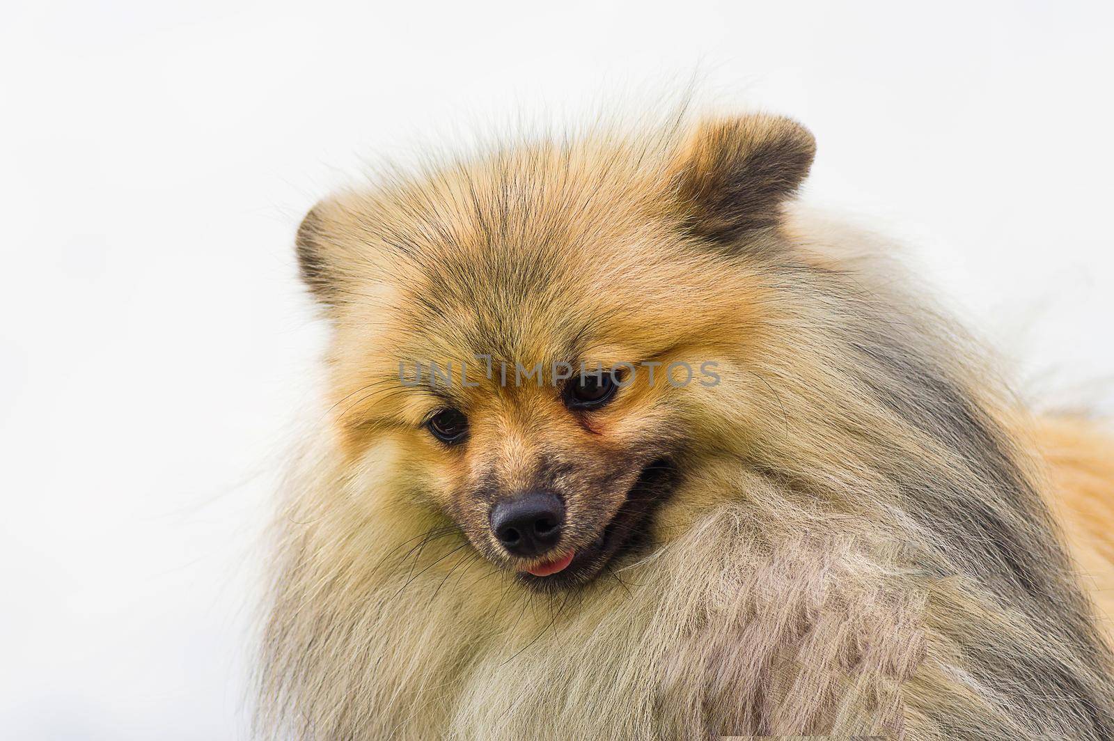 Pomeranian Spitz Looks down, green background. Space under the text. 2018 year of the dog in the eastern calendar Concept: parodist dogs, dog friend of man, true friends, rescuers.