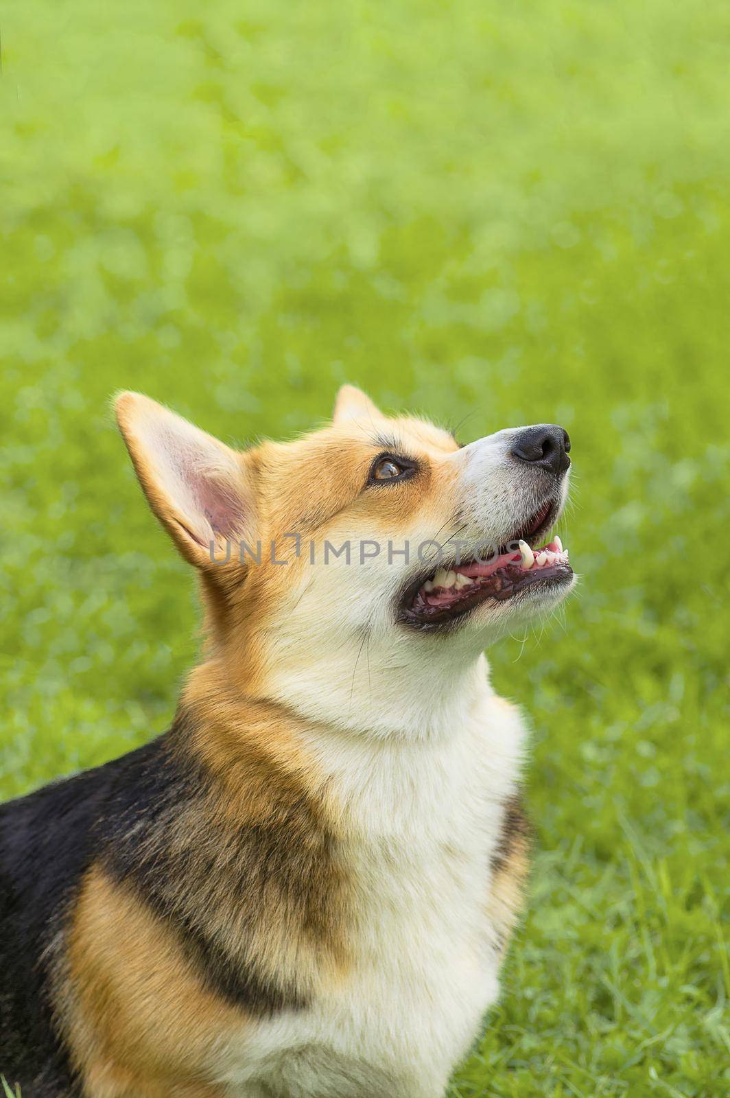 Welsh Corgi - a hunting breed of dogs. Background of green blurred grass. Concept: parodist dogs, dog friend of man, true friends, rescuers. Space under the text. 2018 year of the dog in the eastern calendar