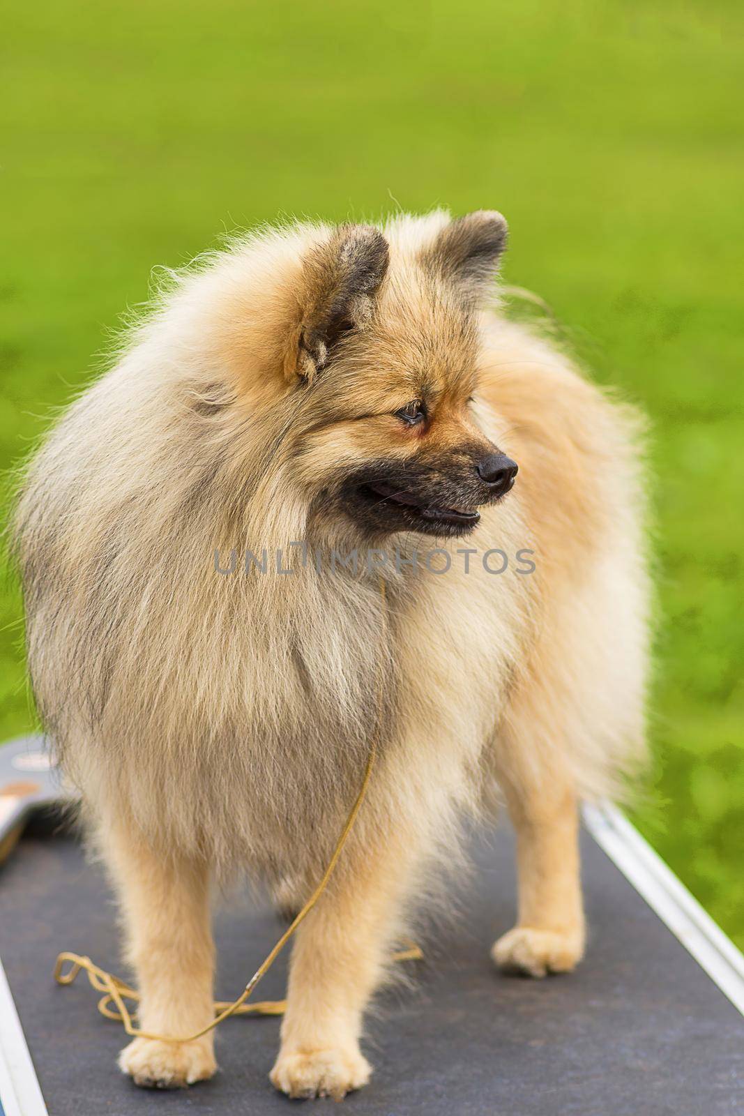 Pomeranian Spitz, green background. Space under the text. 2018 year of the dog in the eastern calendar Concept: parodist dogs, dog friend of man, true friends, rescuers.
