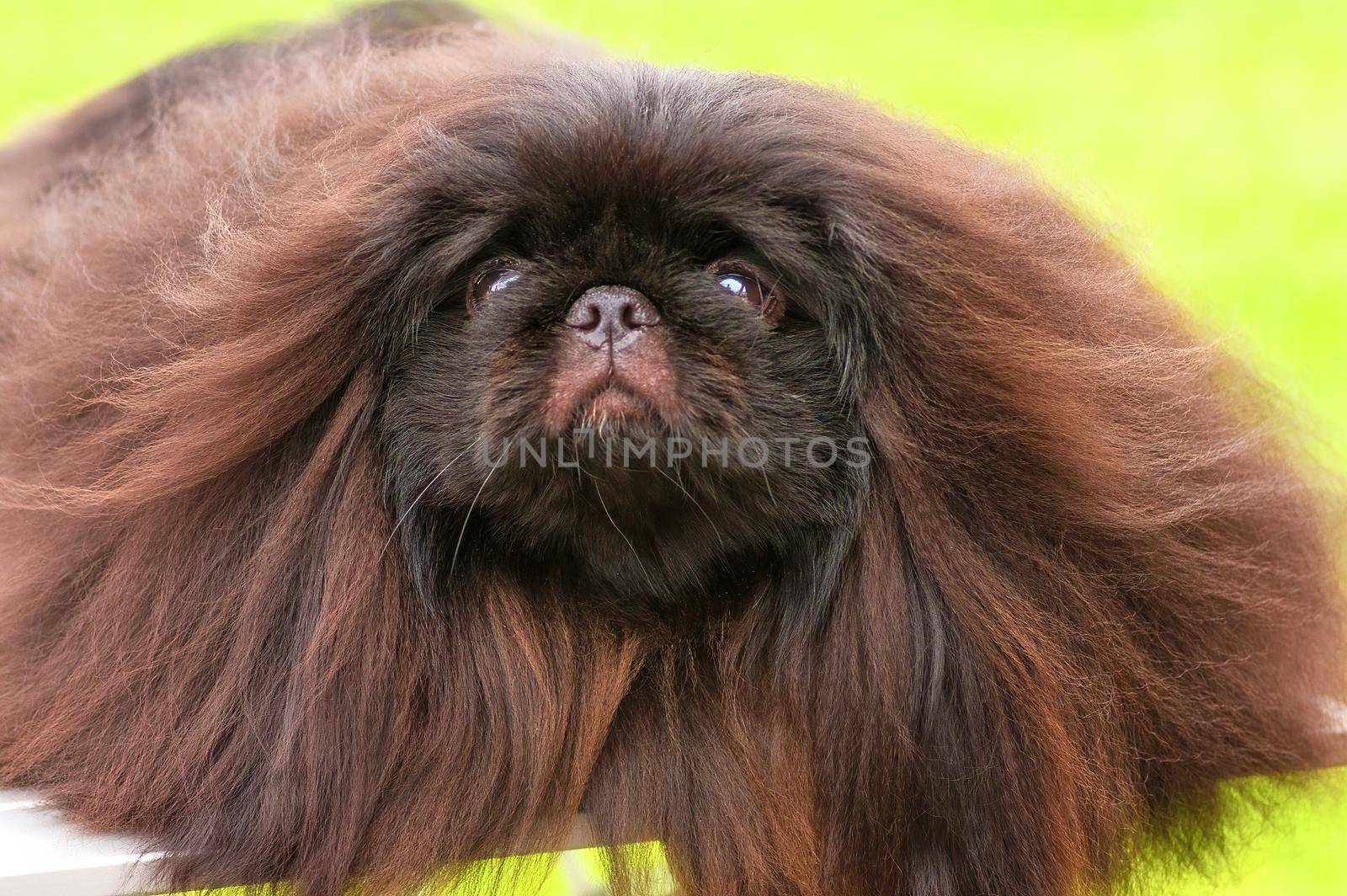 Pekingese, green background. Space under the text. 2018 year of the dog in the eastern calendar Concept: parodist dogs, dog friend of man, true friends, rescuers.