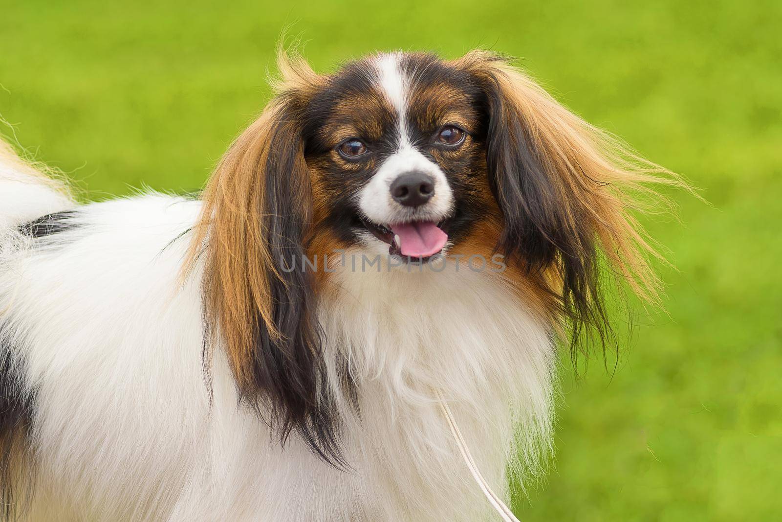 Portrait of a dog for a walk, close up by vizland