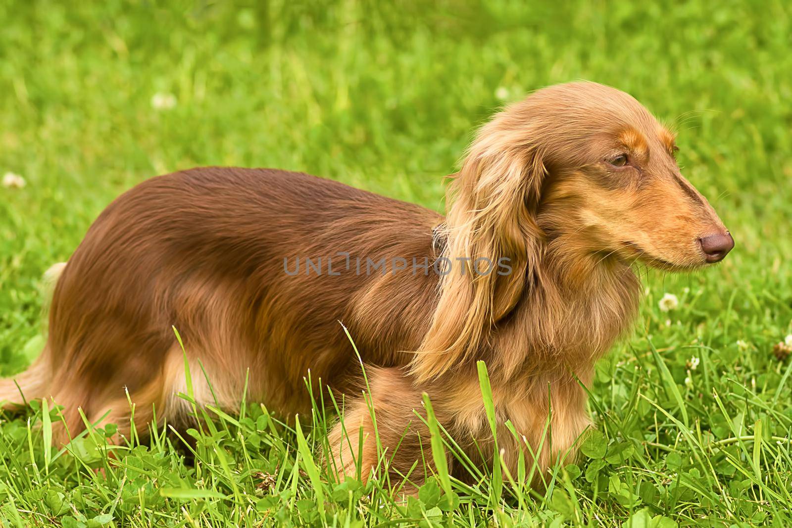 Typical Dachshund Long-haired Standard Red, green background. Space under the text. 2018 year of the dog in the eastern calendar Concept: parodist dogs, dog friend of man, true friends, rescuers.