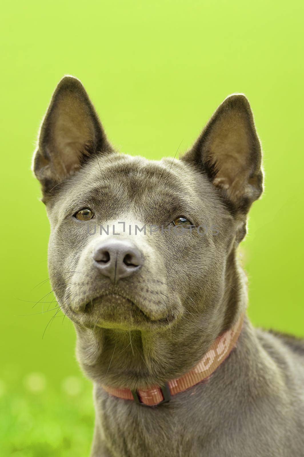 Portrait of a dog for a walk, close up by vizland