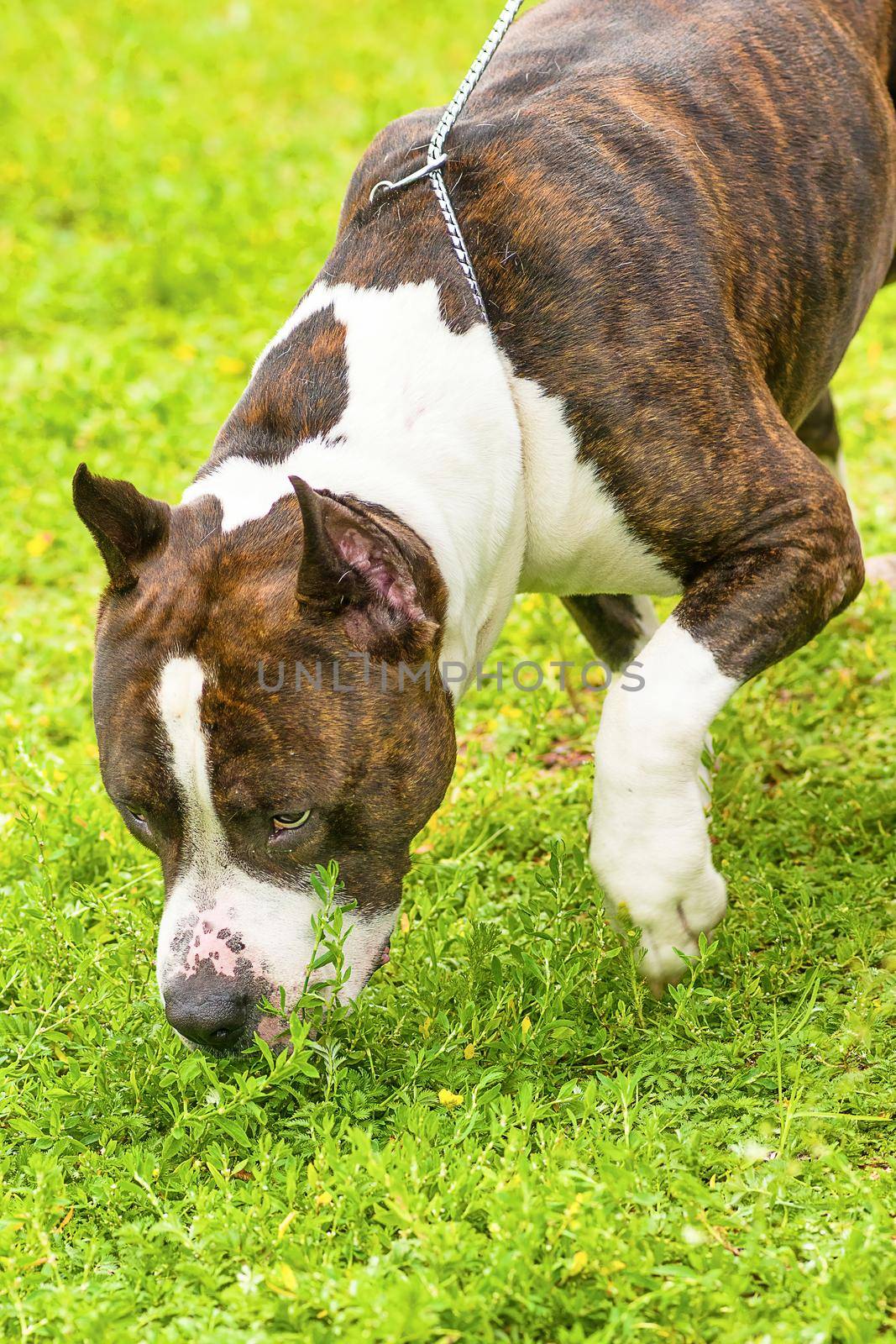 Portrait of a dog for a walk, close up by vizland