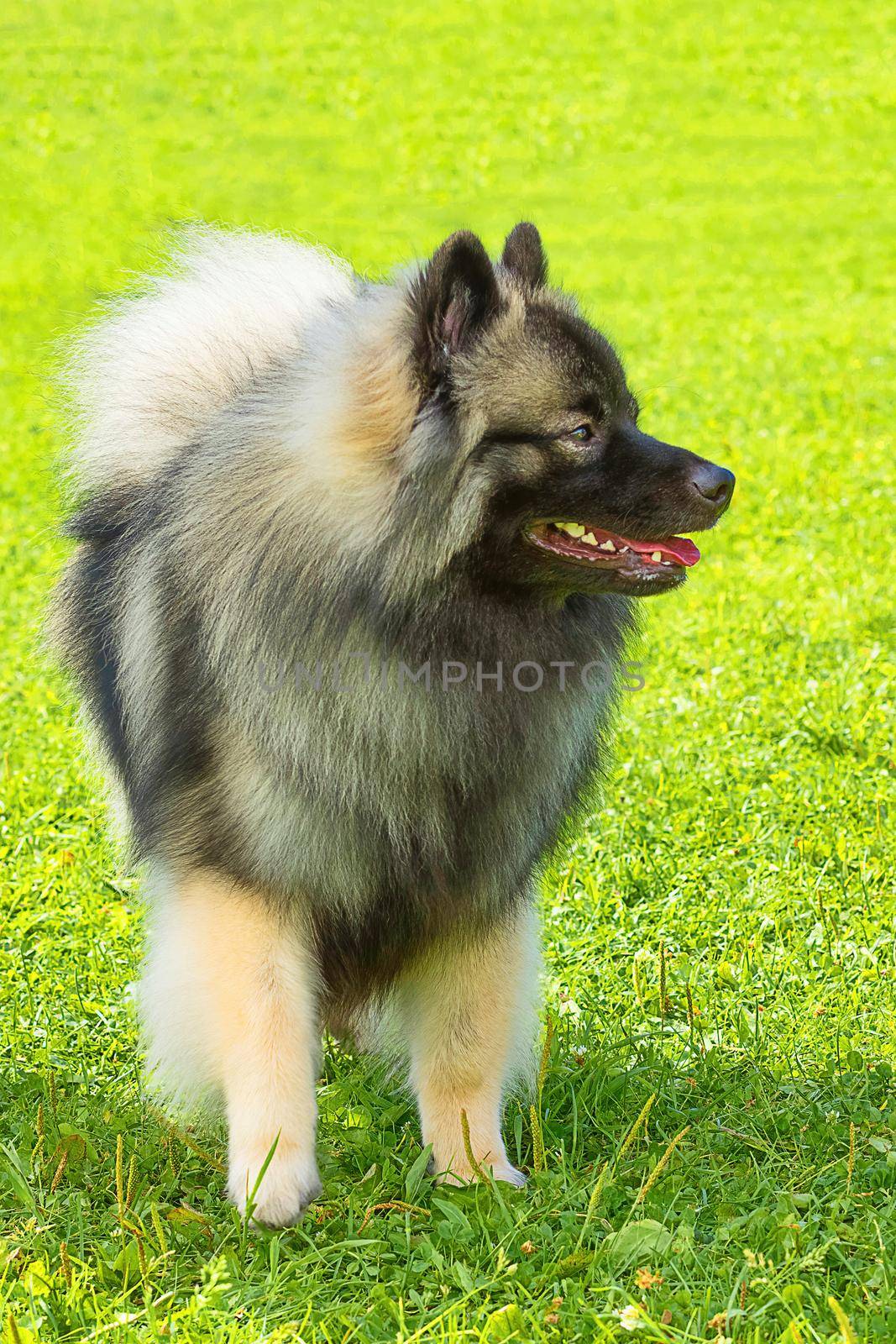 Portrait of a dog for a walk, close up by vizland