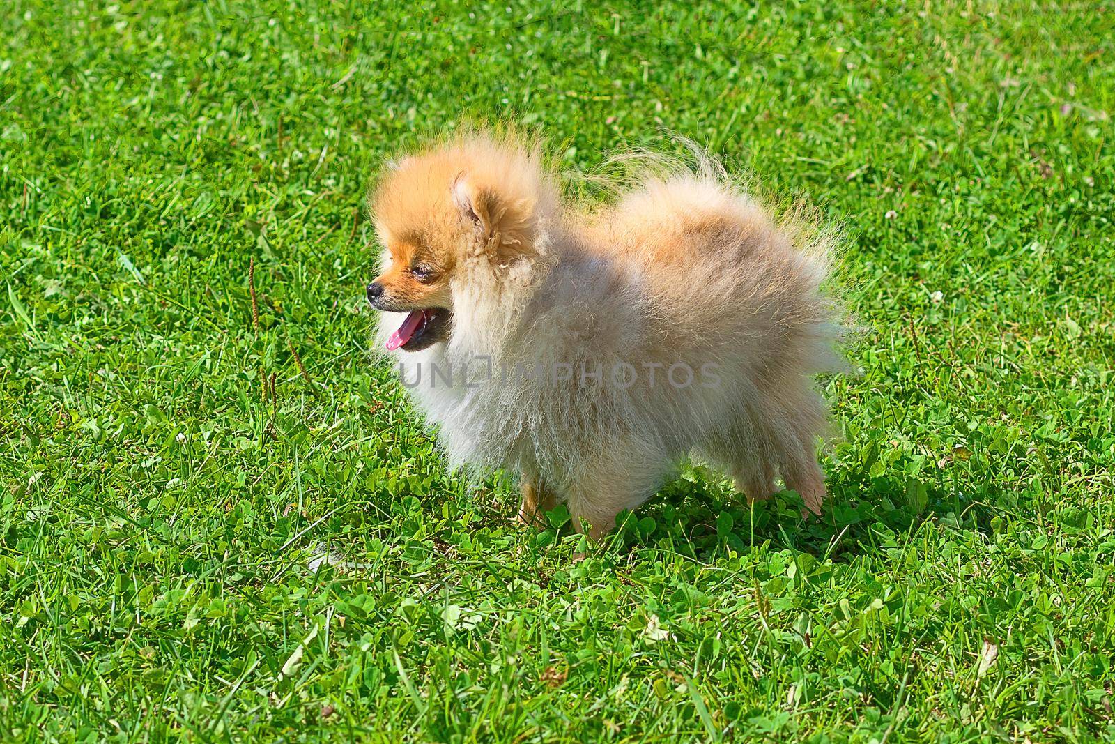 Spitz is a decorative breed of dogs. Runs on the green grass, well lit by the sun. Space under the text. 2018 year of the dog in the eastern calendar Concept: parodist dogs, dog friend of man, true friends, rescuers.