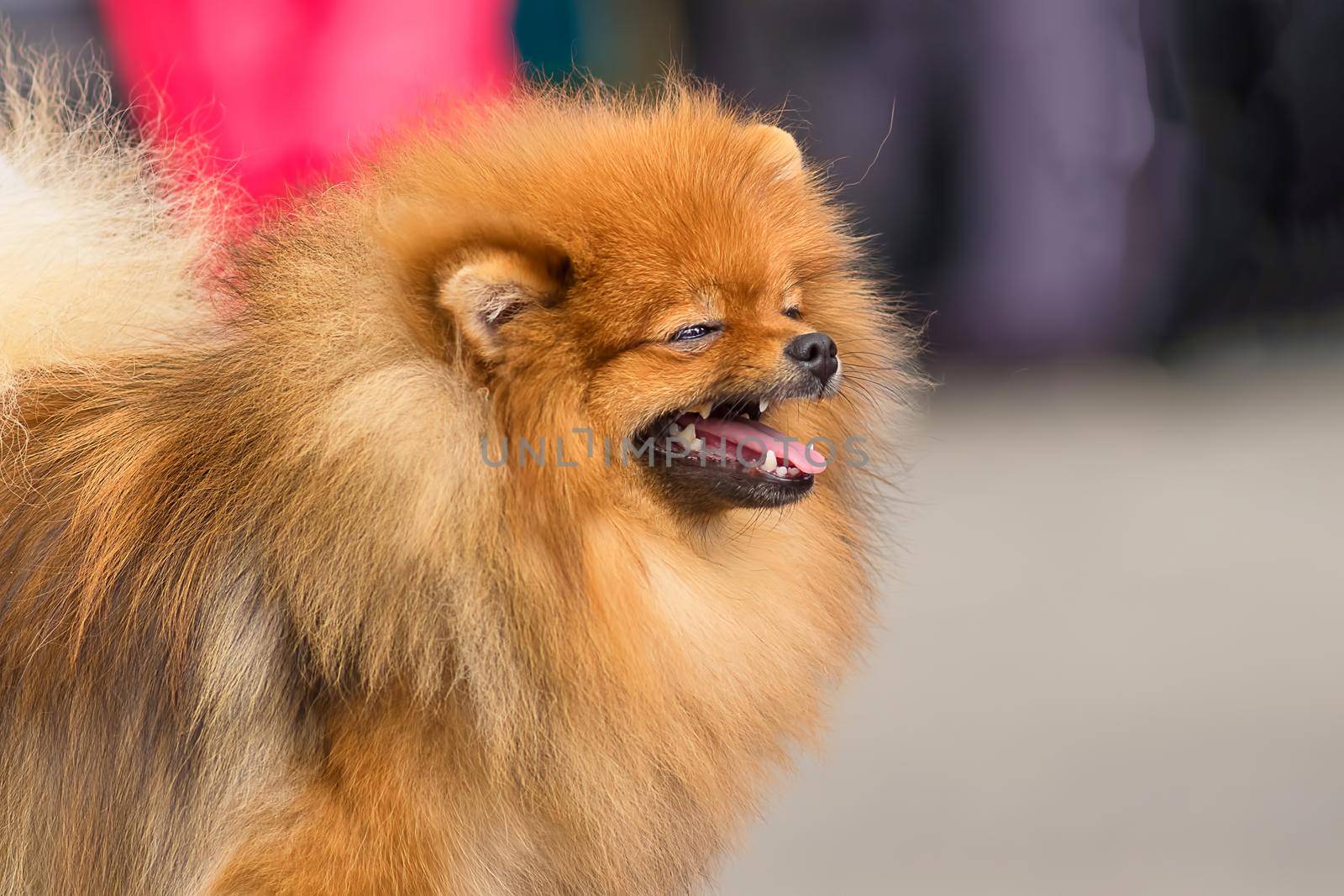 Laughing dog with squinted eyes and open mouth. Spitz is a decorative breed of dogs. Runs on the green grass, well lit by the sun. Space under the text. 2018 year of the dog in the eastern calendar Concept: parodist dogs, dog friend of man, true friends, rescuers.