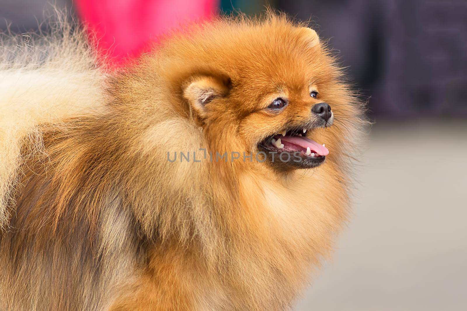 Spitz is a decorative breed of dogs. Runs on the green grass, well lit by the sun. Space under the text. 2018 year of the dog in the eastern calendar Concept: parodist dogs, dog friend of man, true friends, rescuers.
