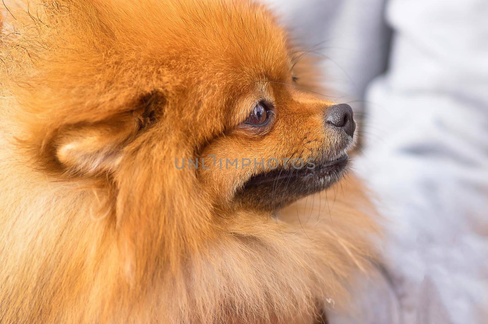 Spitz is a decorative breed of dogs. Runs on the green grass, well lit by the sun. Space under the text. 2018 year of the dog in the eastern calendar Concept: parodist dogs, dog friend of man, true friends, rescuers.