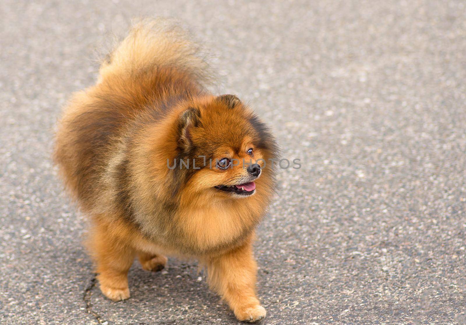 Spitz is a decorative breed of dogs. Runs on the green grass, well lit by the sun. Space under the text. 2018 year of the dog in the eastern calendar Concept: parodist dogs, dog friend of man, true friends, rescuers.
