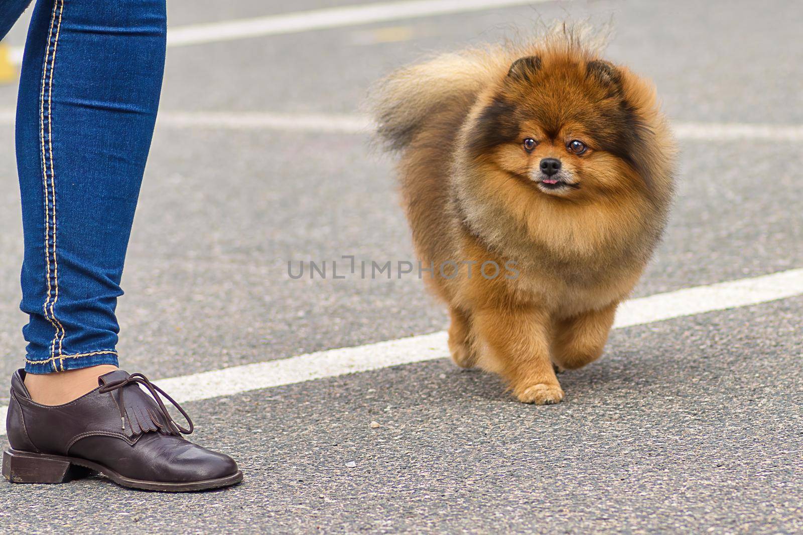 Spitz is a decorative breed of dogs. Runs on the green grass, well lit by the sun. Space under the text. 2018 year of the dog in the eastern calendar Concept: parodist dogs, dog friend of man, true friends, rescuers.