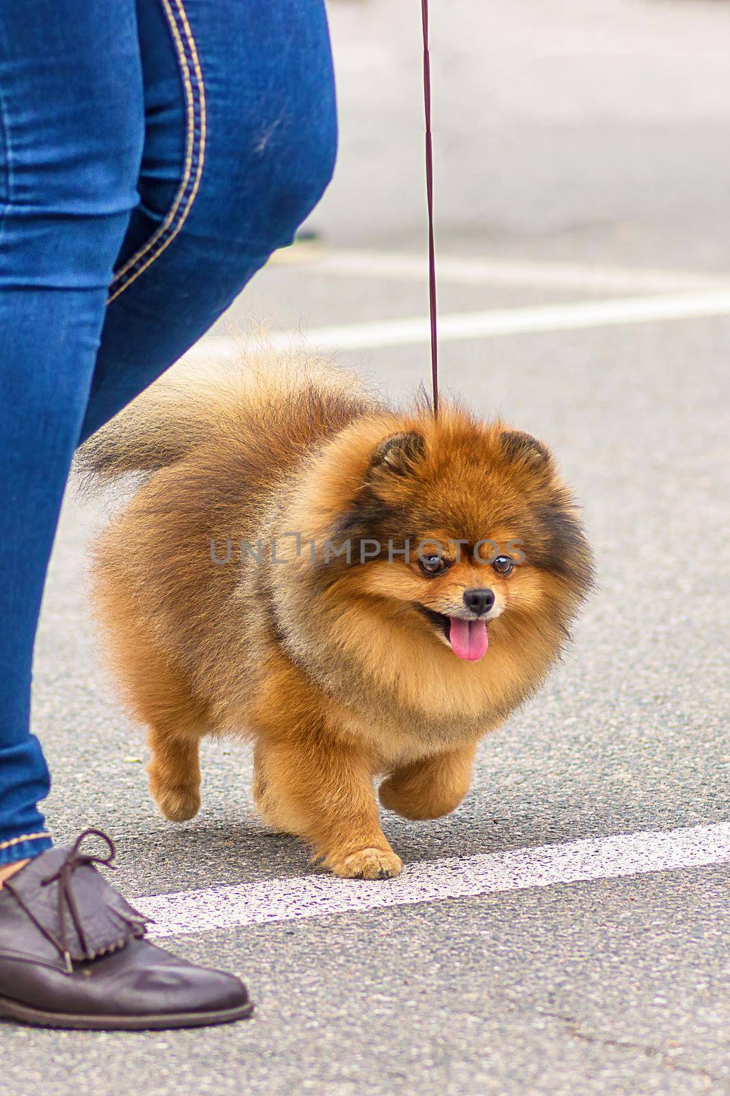 Spitz is a decorative breed of dogs. Runs on the green grass, well lit by the sun. Space under the text. 2018 year of the dog in the eastern calendar Concept: parodist dogs, dog friend of man, true friends, rescuers.
