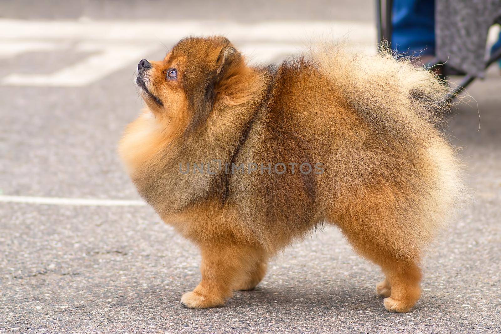 Spitz is a decorative breed of dogs. Runs on the green grass, well lit by the sun. Space under the text. 2018 year of the dog in the eastern calendar Concept: parodist dogs, dog friend of man, true friends, rescuers.