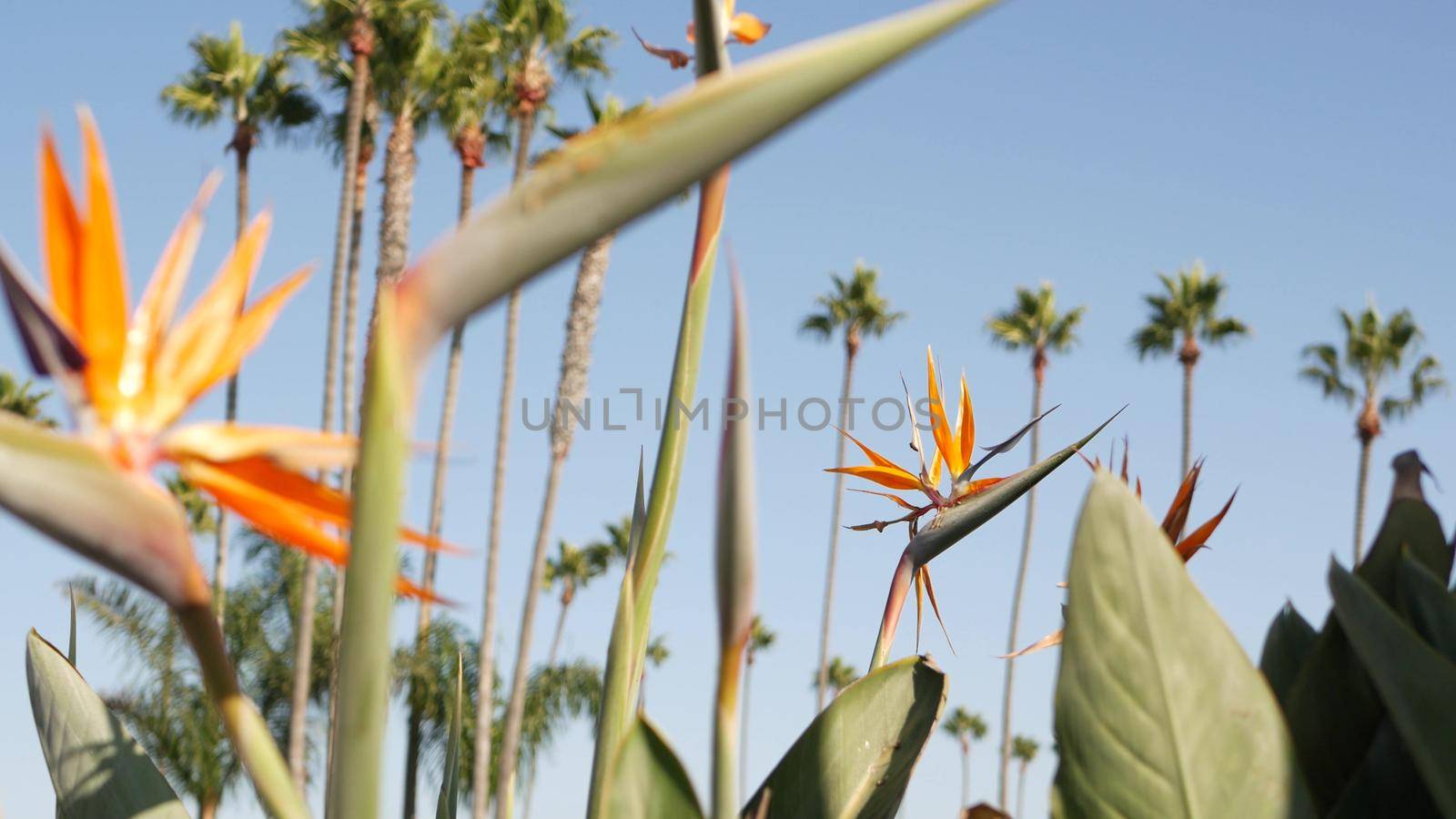 Palms in Los Angeles, California, USA. Summertime aesthetic of Santa Monica and Venice Beach on Pacific ocean. Strelitzia bird of paradise flower. Atmosphere of Beverly Hills in Hollywood. LA vibes by DogoraSun