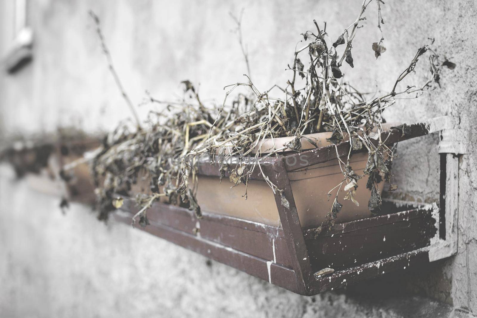 Flowerpots with flowers died. Dead and dry plants in pots on the wall. Retro style photo.