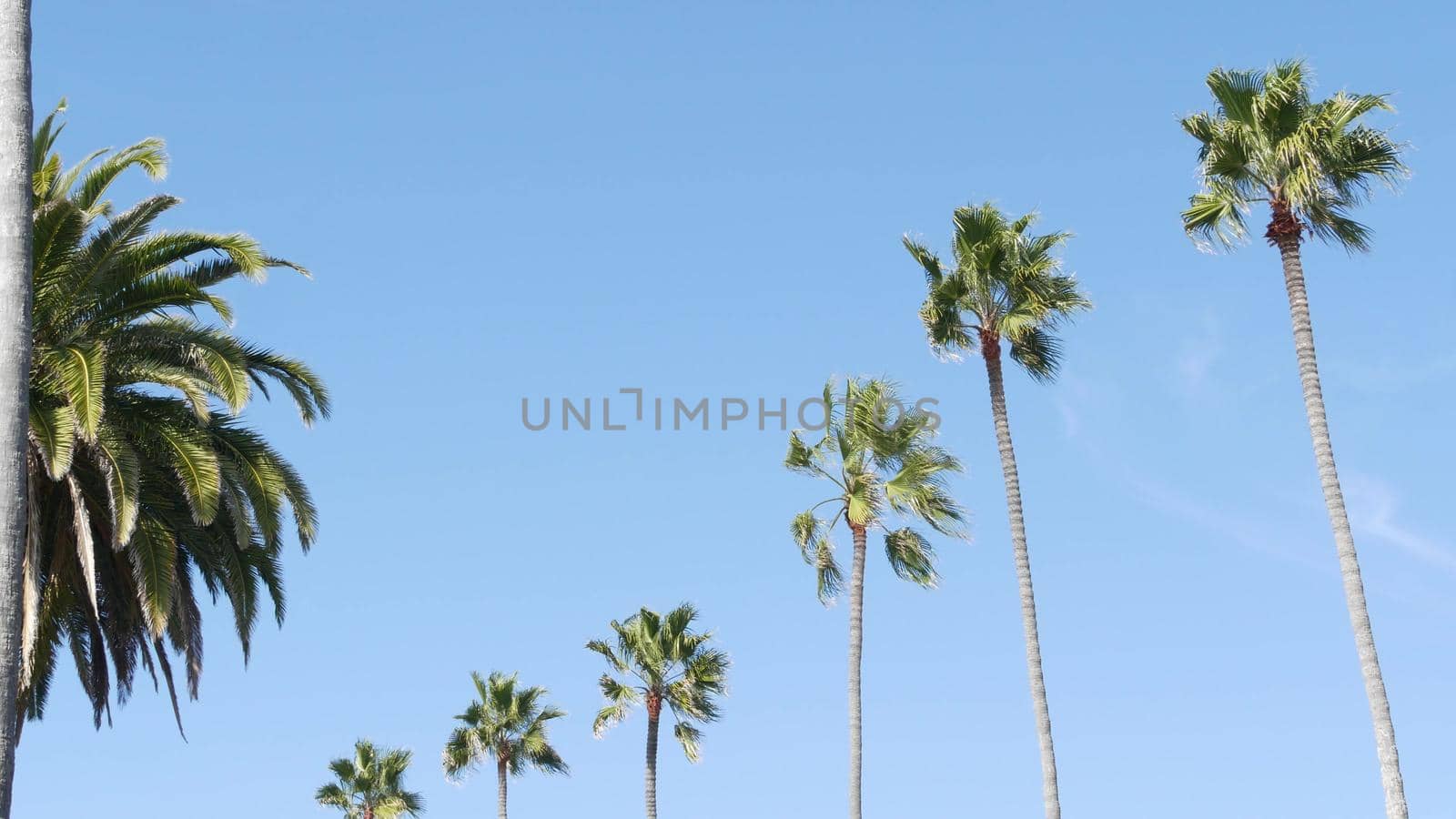 Palms in Los Angeles, California, USA. Summertime aesthetic of Santa Monica and Venice Beach on Pacific ocean. Clear blue sky and iconic palm trees. Atmosphere of Beverly Hills in Hollywood. LA vibes.