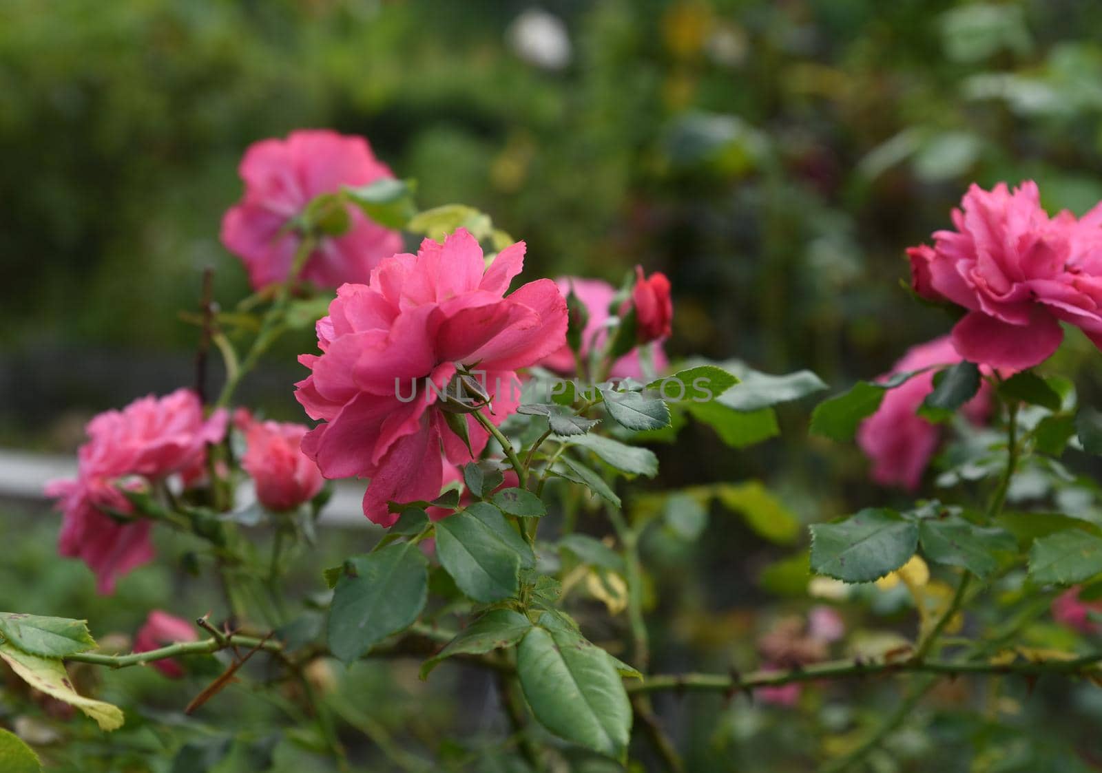 Rose bush in the old garden by sergey_mikhailov