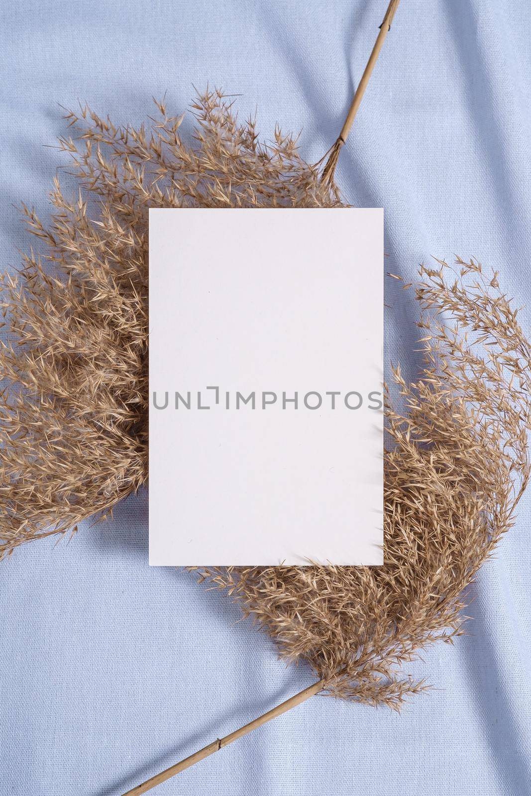 White blank paper card mockup with pampas dry grass on blue neutral colored textile by Frostroomhead