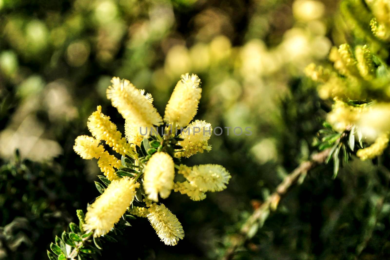 Beautiful yellow acacia dealbata in the garden in spring