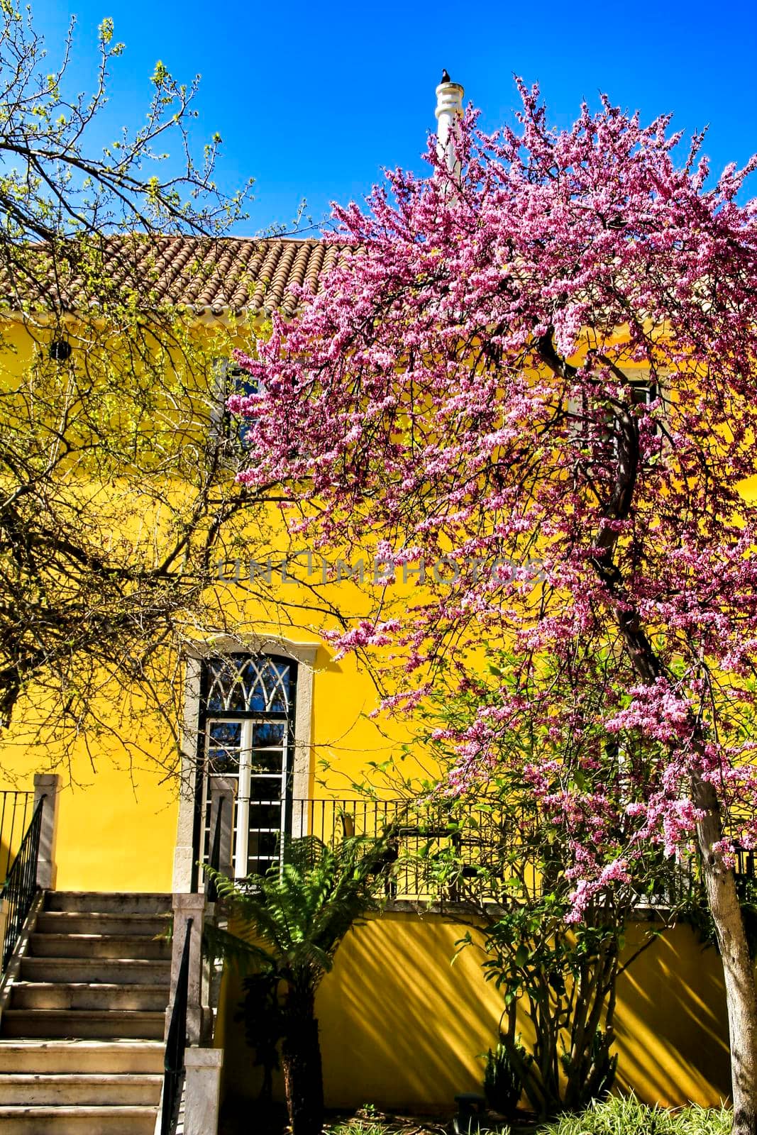 Beautiful yellow house with colorful garden in Oeiras, Lisbon, Portugal