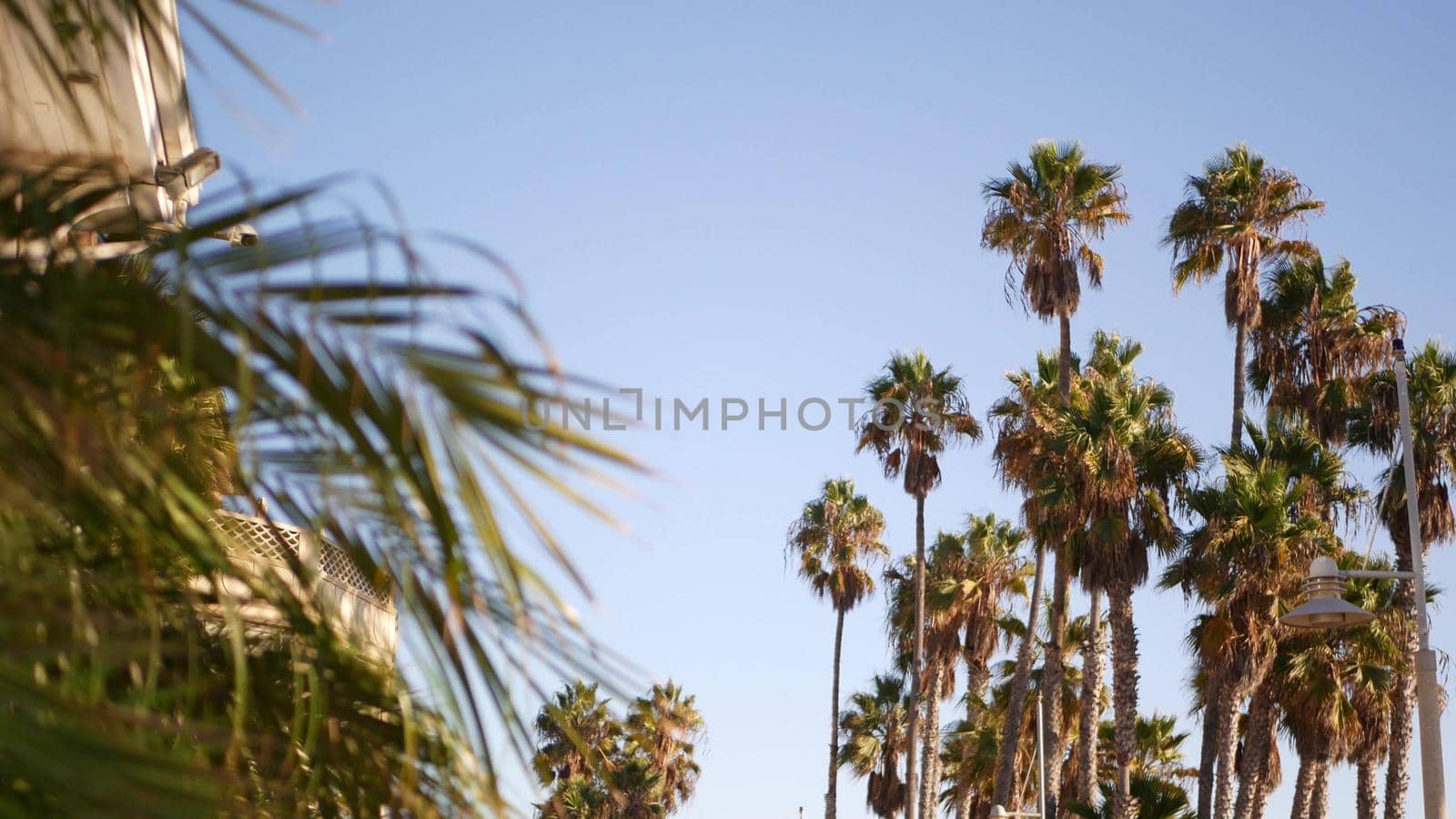 Palms in Los Angeles, California, USA. Summertime aesthetic of Santa Monica and Venice Beach on Pacific ocean. Clear blue sky and iconic palm trees. Atmosphere of Beverly Hills in Hollywood. LA vibes.