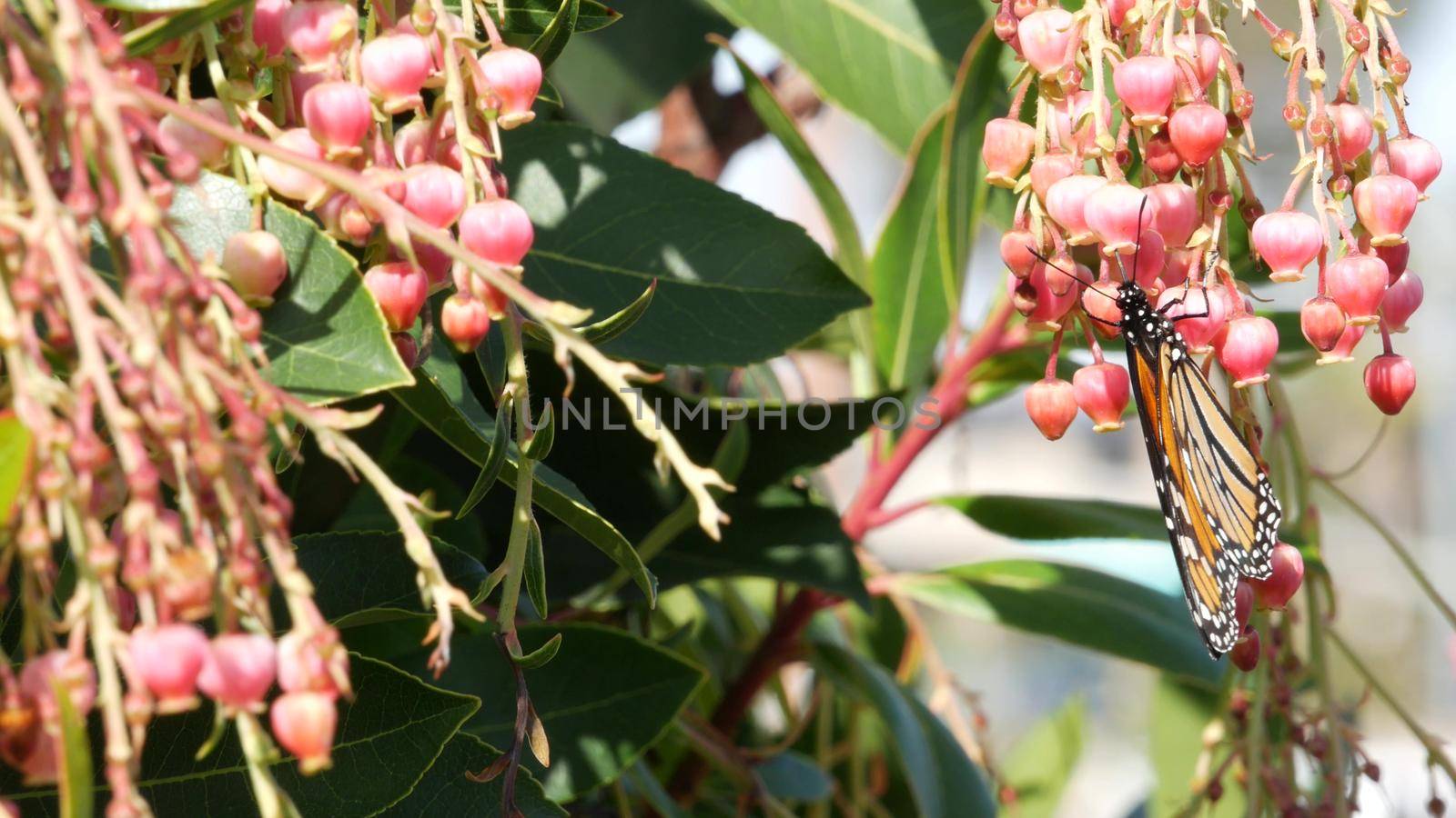 Monarch butterfly pollinate arbutus flower, California USA. Pink madrone blossom, romantic botanical atmosphere, delicate exotic bloom. Spring pastel colors. Springtime morning freshness in garden.