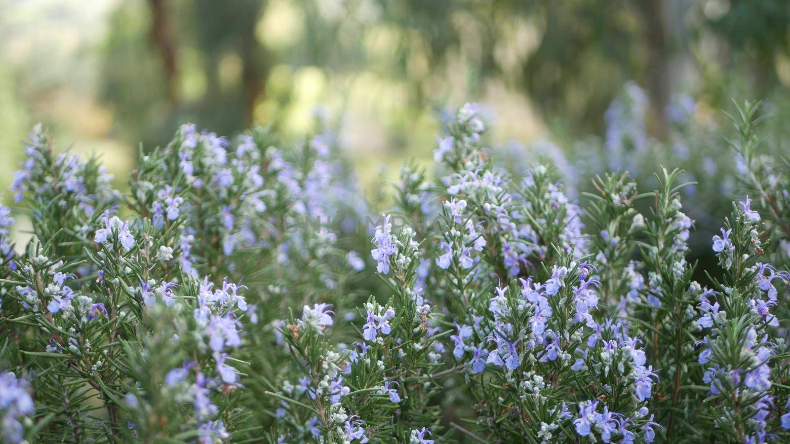 Rosemary salvia herb in garden, California USA. Springtime meadow romantic atmosphere, morning wind, delicate pure greenery of aromatic sage. Spring fresh garden or lea in soft focus. Flowers blossom.